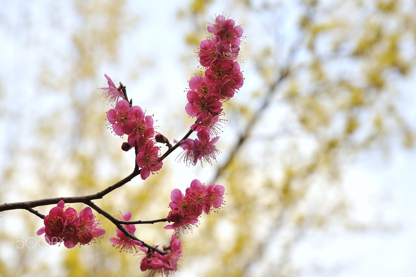 Nikon AF-S Nikkor 24-120mm F4G ED VR sample photo. One spring day photography