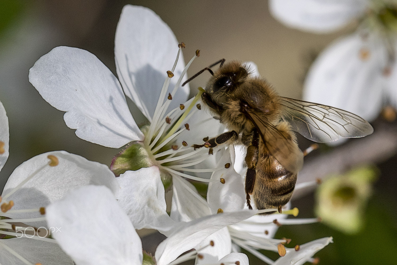 Canon EF 100mm F2.8L Macro IS USM sample photo. Always at work photography