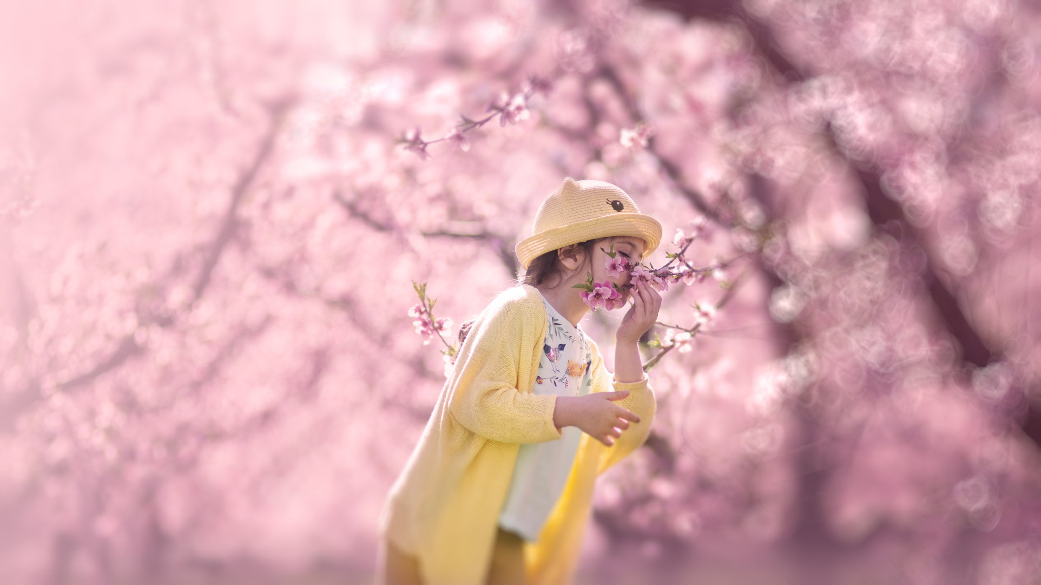 Nikon AF-S Nikkor 24-70mm F2.8G ED sample photo. The scent of a blossom photography