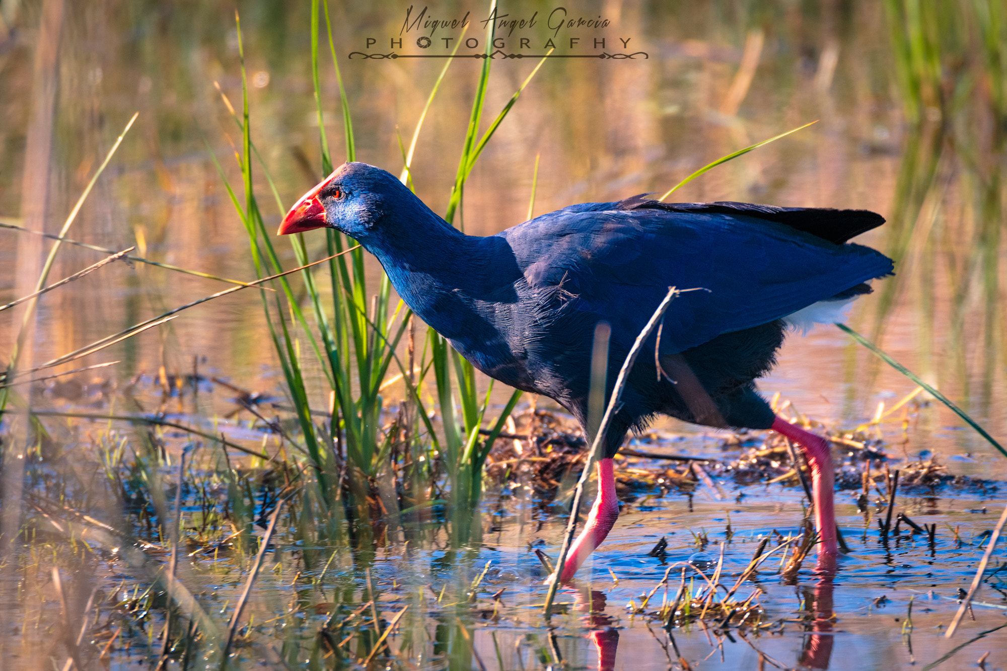 Tamron SP 150-600mm F5-6.3 Di VC USD sample photo. Calamon photography