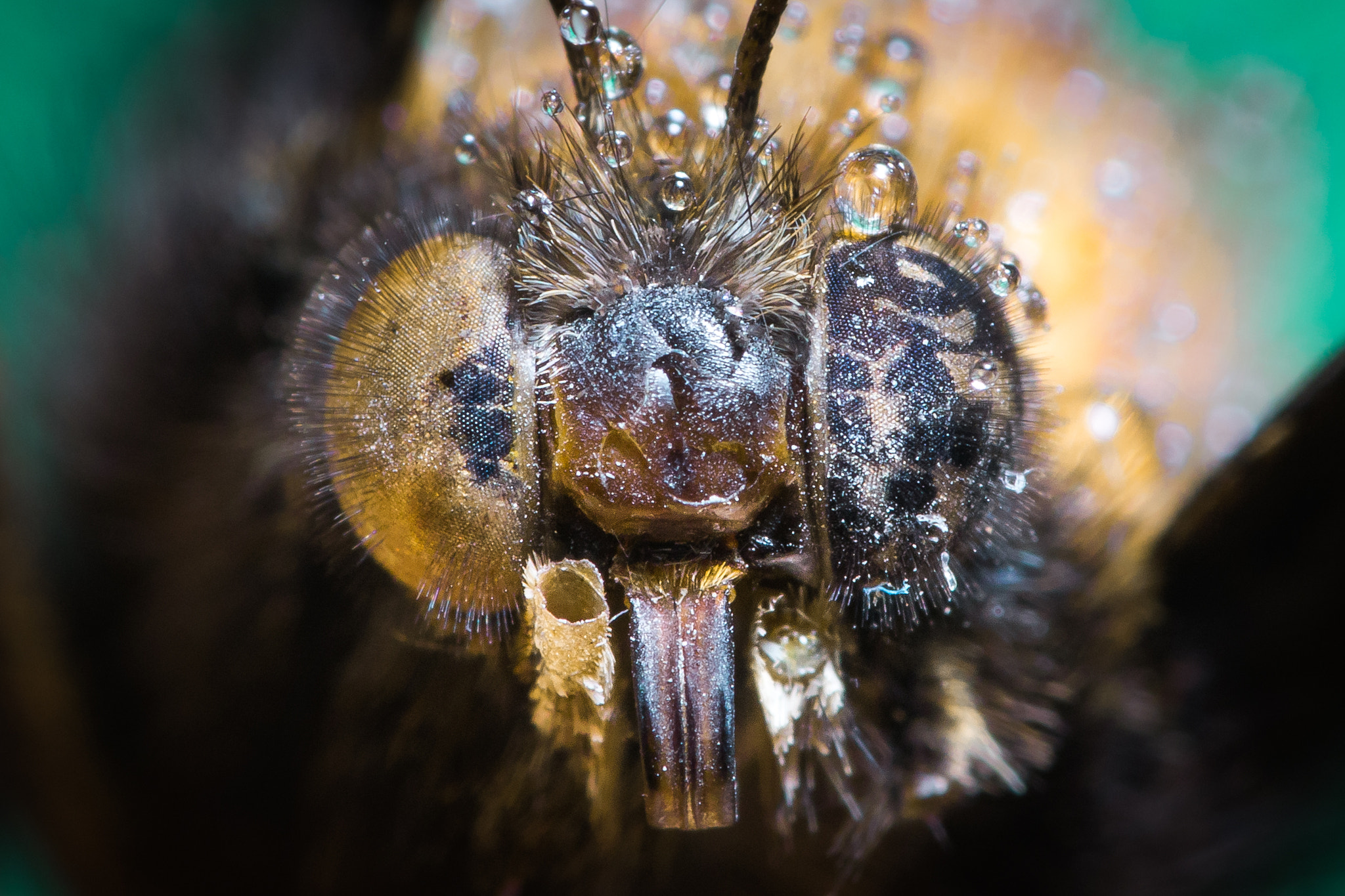 Sigma 105mm F2.8 EX DG OS HSM sample photo. Face photography