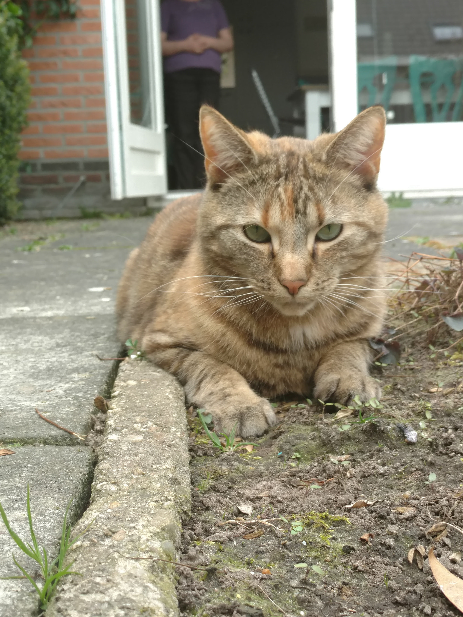 Motorola Moto X Style sample photo. Gardencat photography