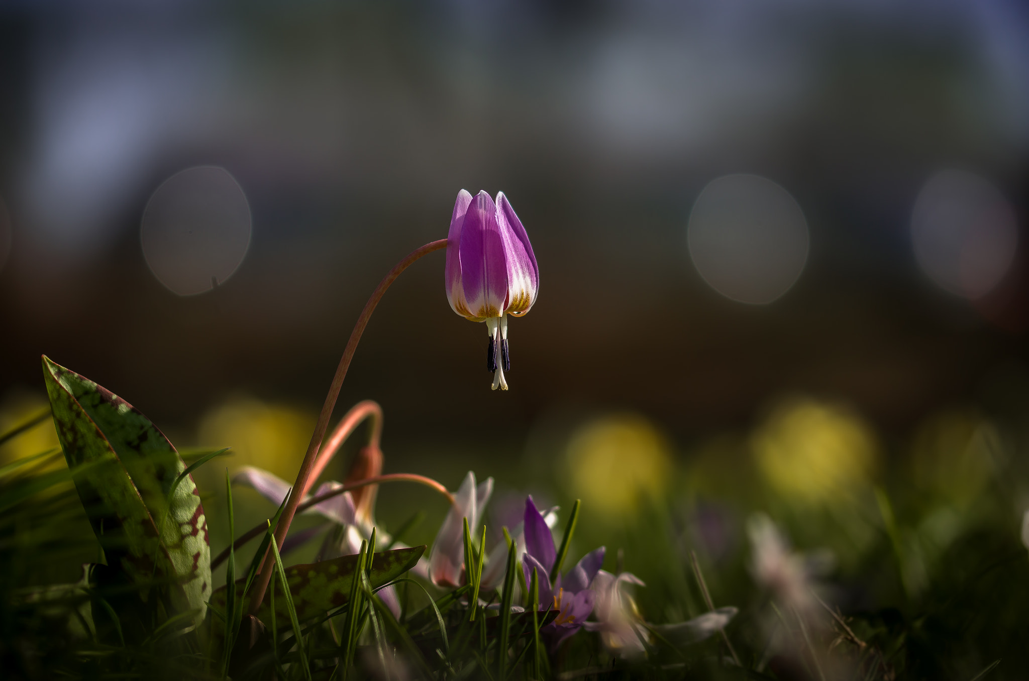 Sigma 105mm F2.8 EX DG OS HSM sample photo. Erythronium dens canis photography