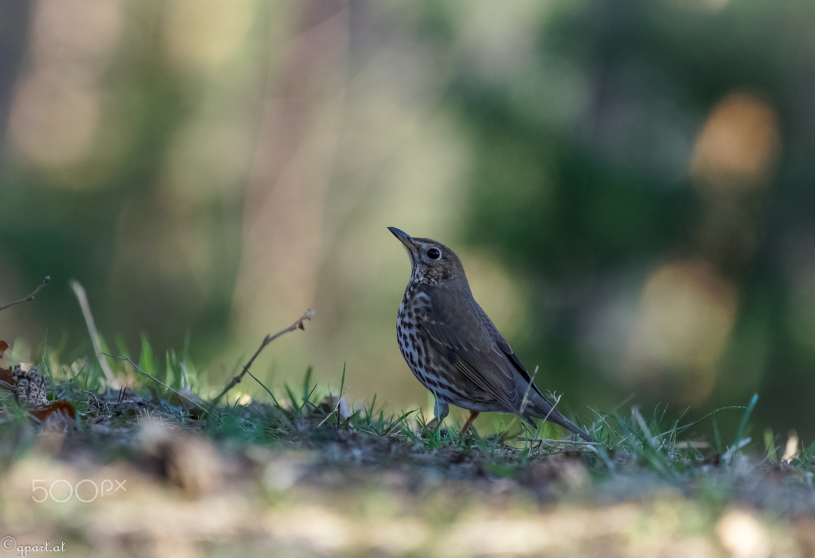 Sony a99 II + Sony 70-400mm F4-5.6 G SSM sample photo. I c u photography