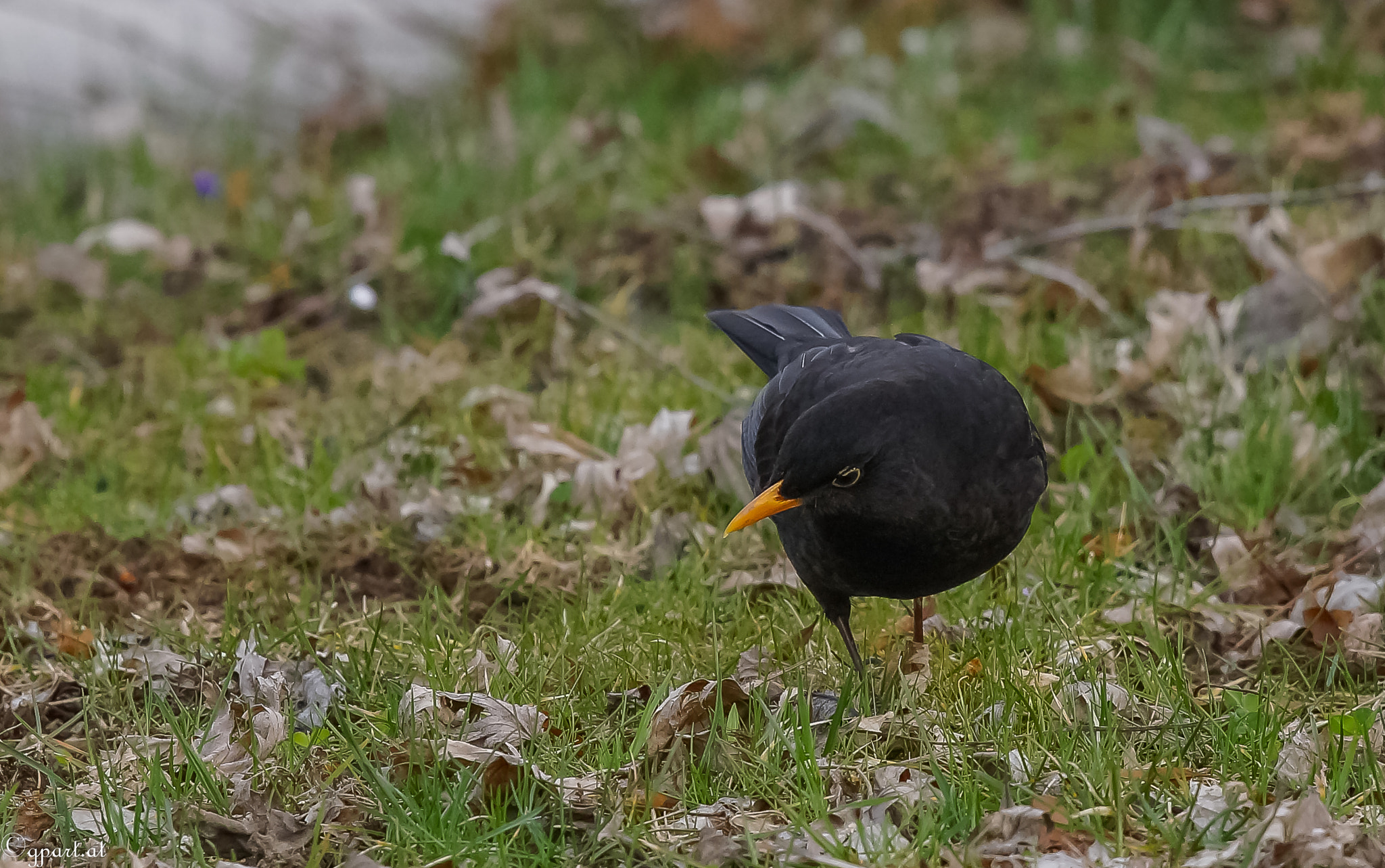 Sony 70-400mm F4-5.6 G SSM sample photo. Blackbird photography