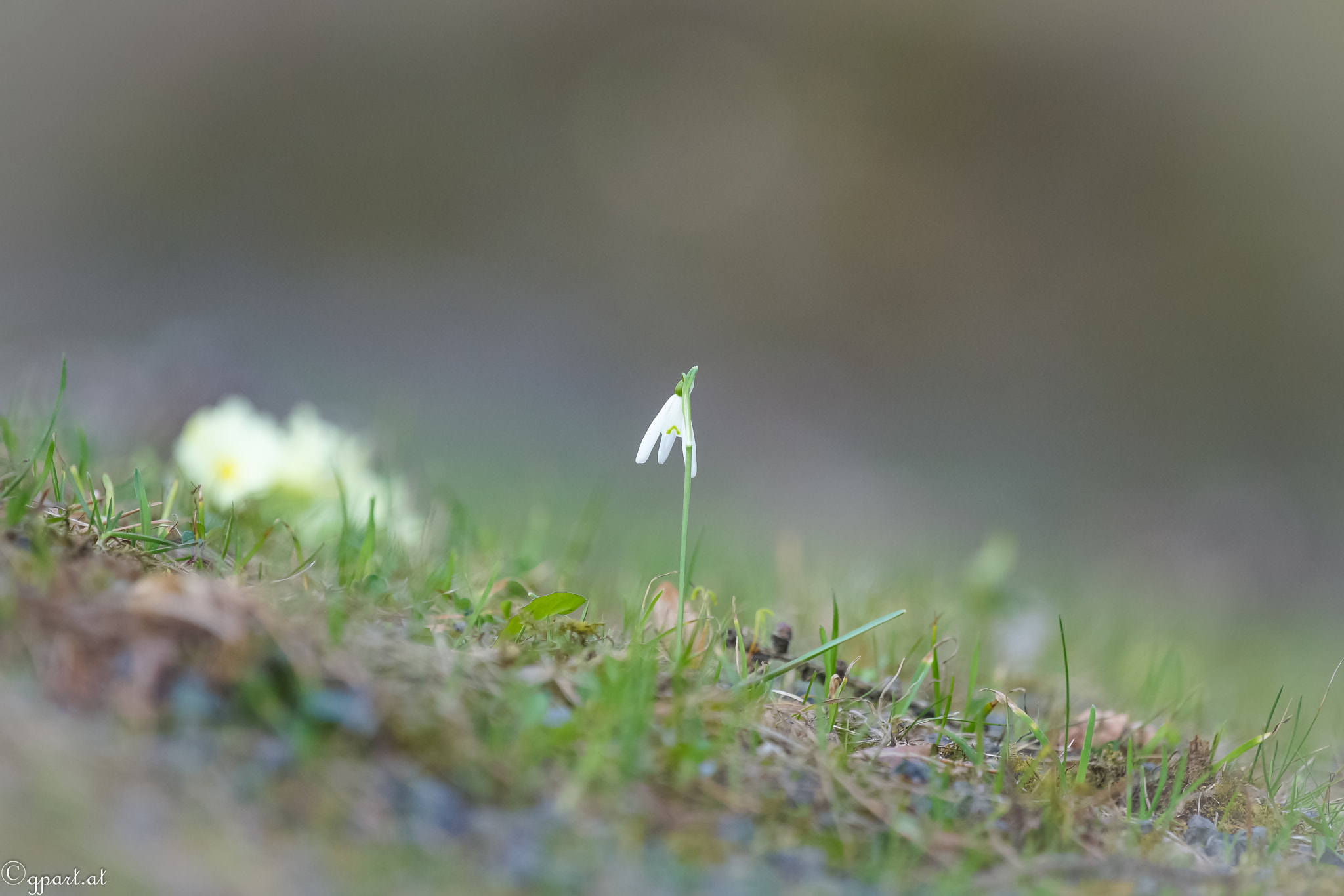 Sony a99 II + Sony 70-400mm F4-5.6 G SSM sample photo. Spring greetings photography