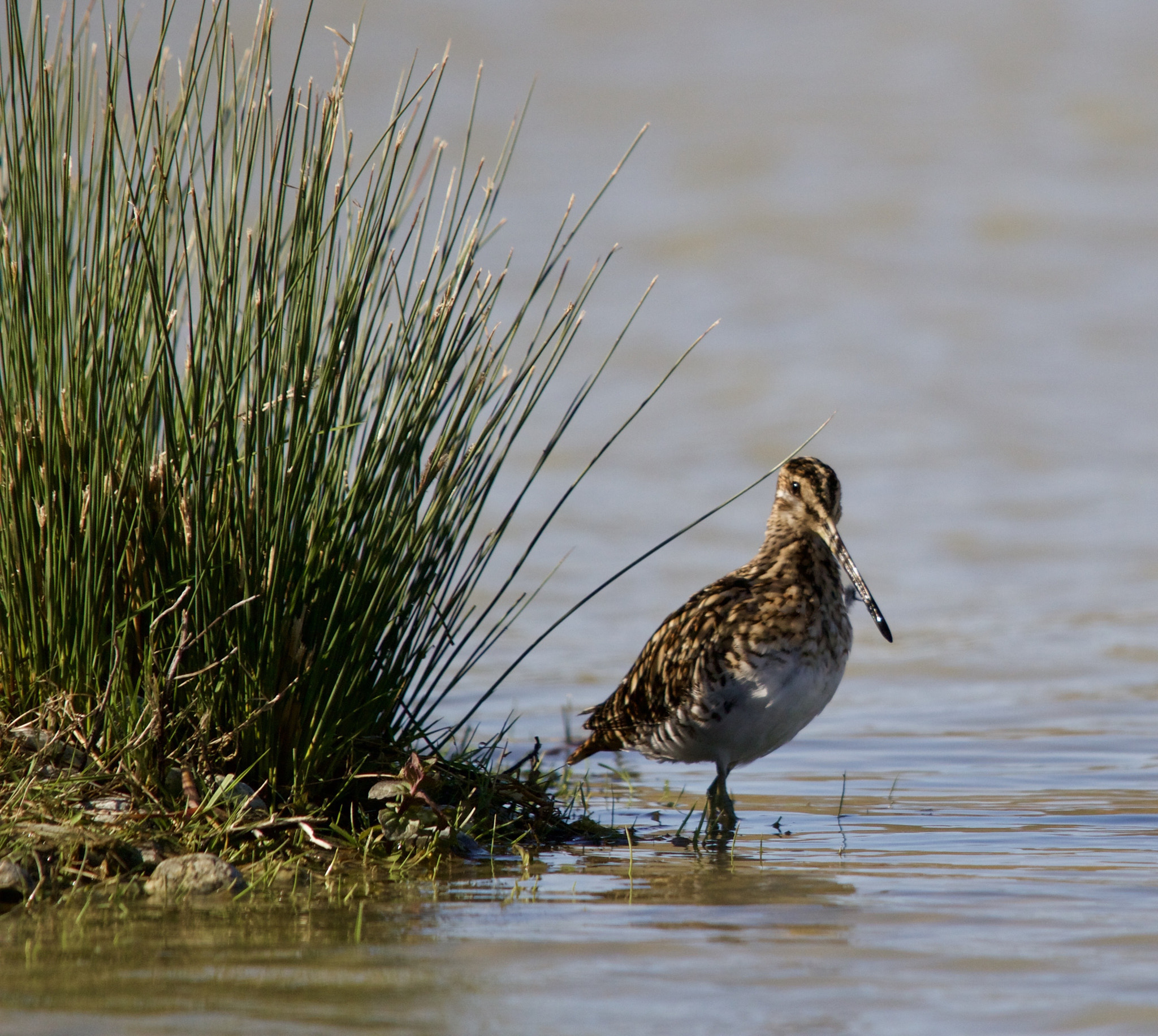 Sigma 150-500mm F5-6.3 DG OS HSM sample photo