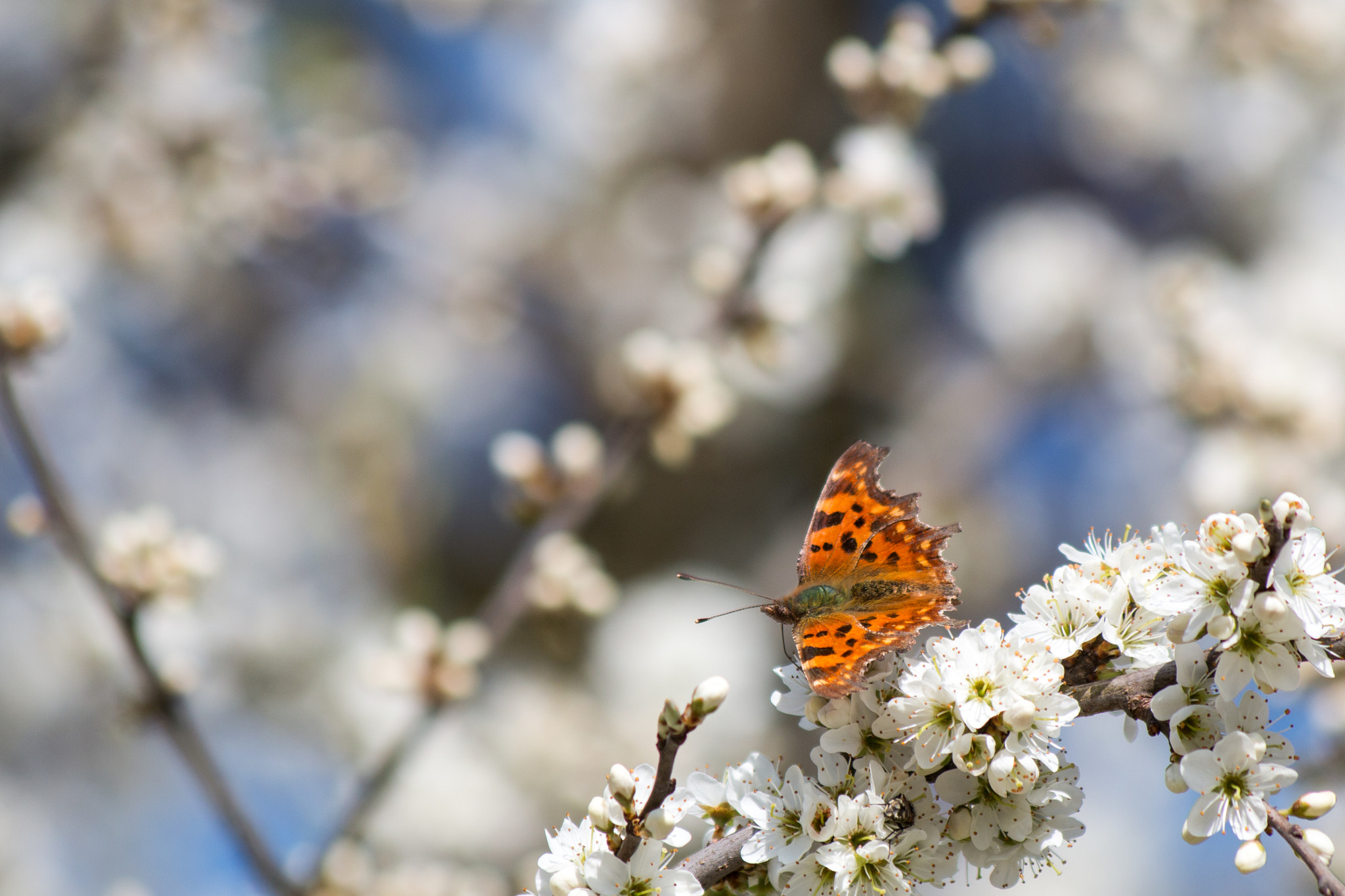 Canon EF 70-300mm F4-5.6 IS USM sample photo. Butterfly photography