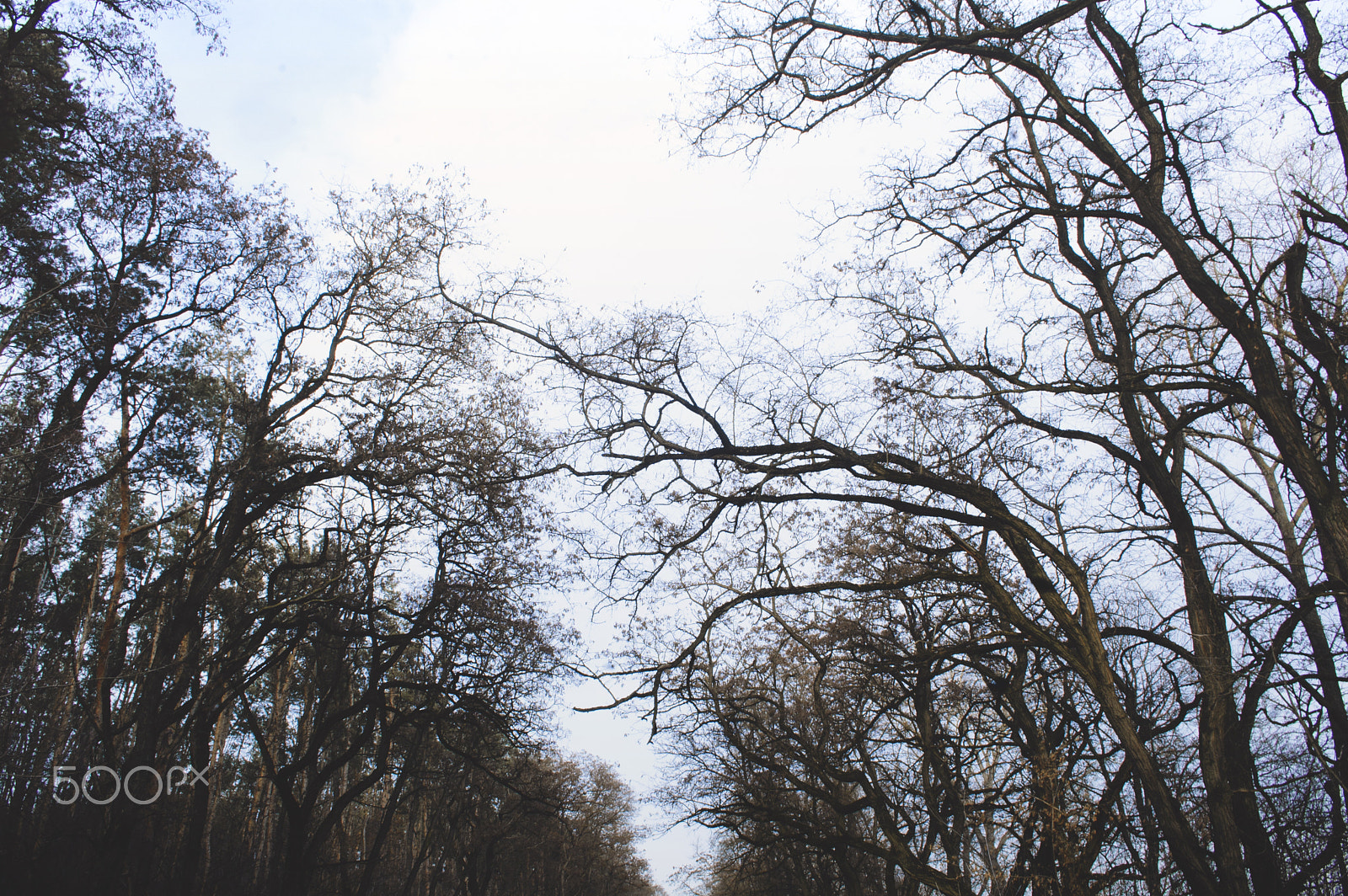Nikon D40 sample photo. Start of spring photography