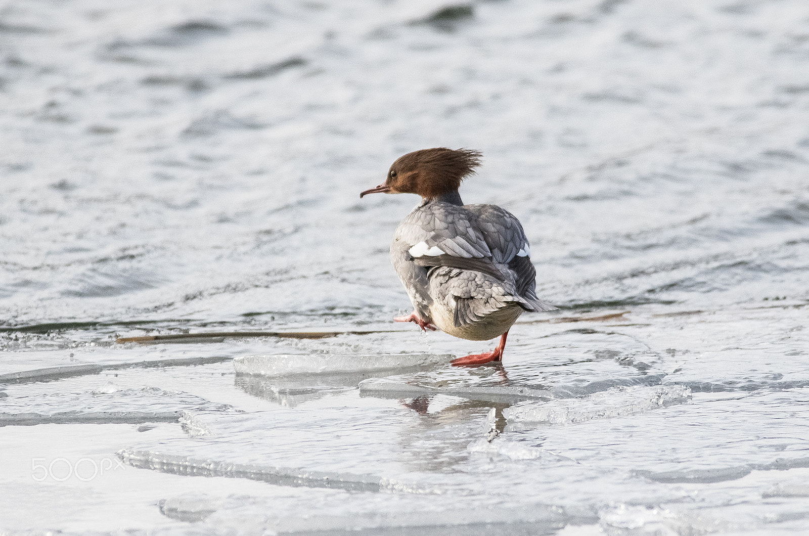 Canon EOS 7D Mark II + Canon EF 300mm f/2.8L + 1.4x sample photo. Arctic touch photography