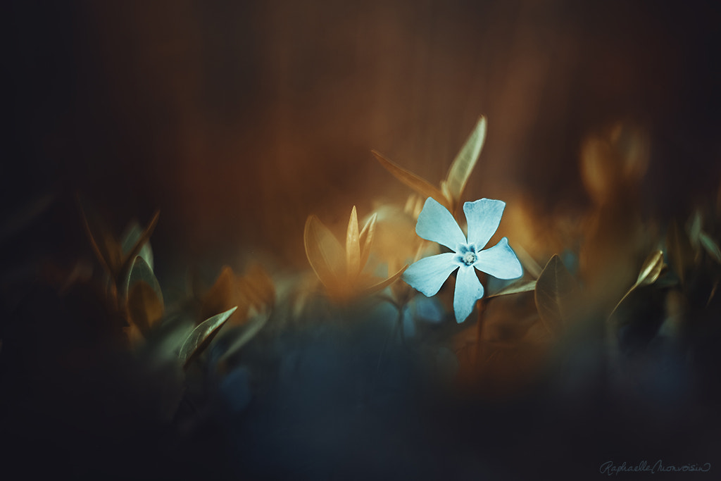 Canon EF 35-80mm f/4-5.6 sample photo. Perwinke photography