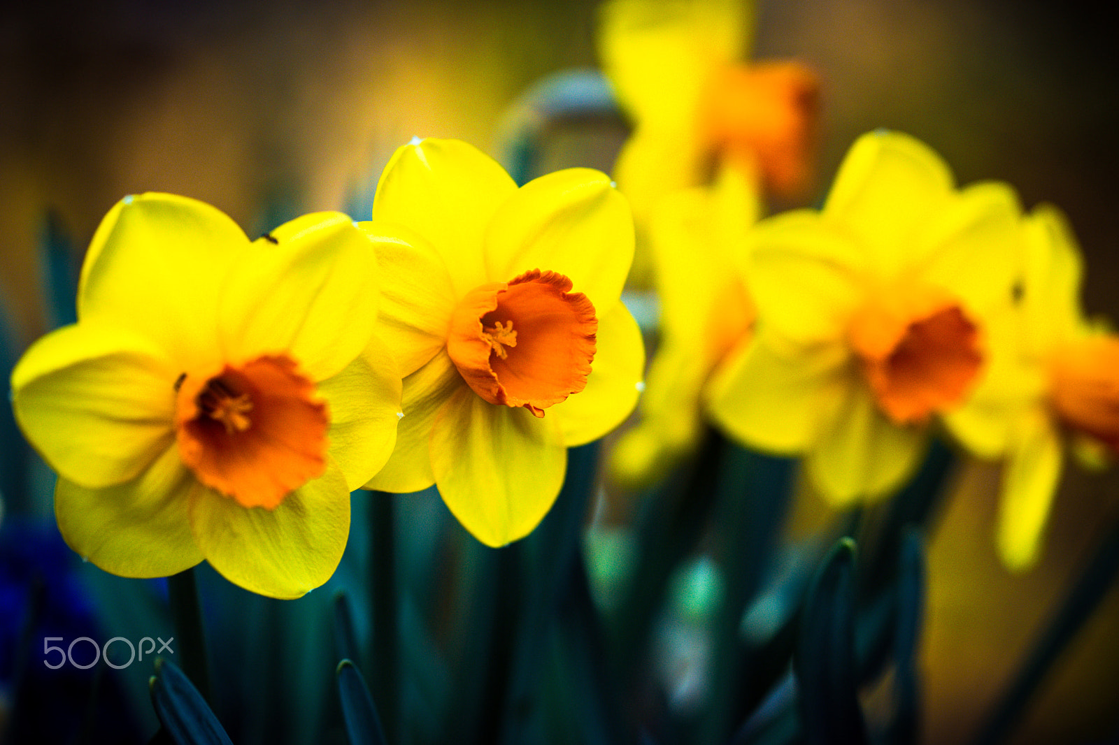 Sony a99 II + 105mm F2.8 sample photo. A few flowers photography