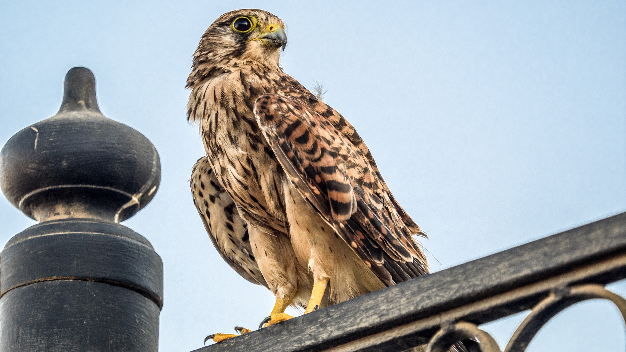 Olympus M.Zuiko Digital ED 40-150mm F2.8 Pro sample photo. Taken in egypt 2015 photography