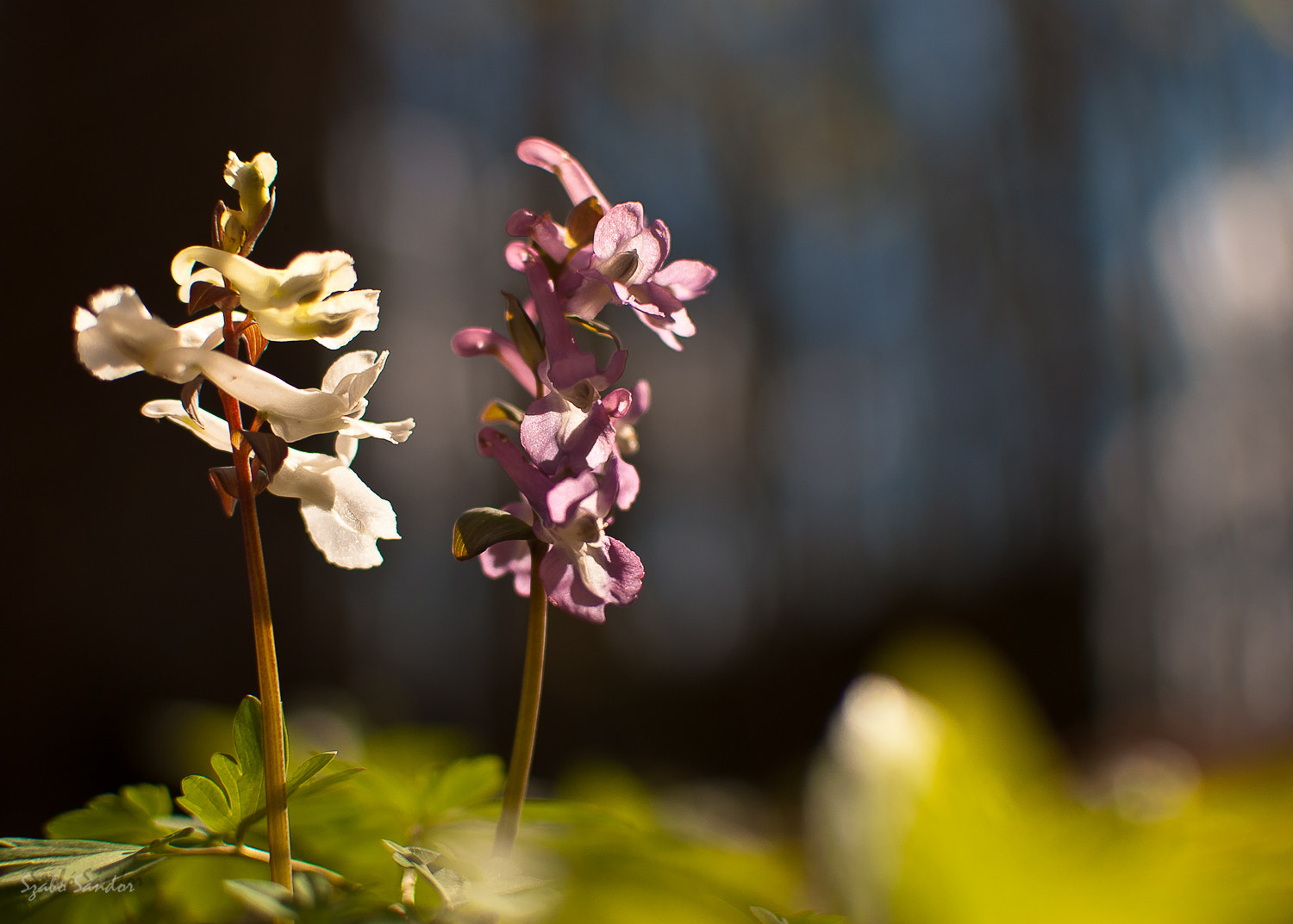 Nikon D80 sample photo. Corydalis cava photography