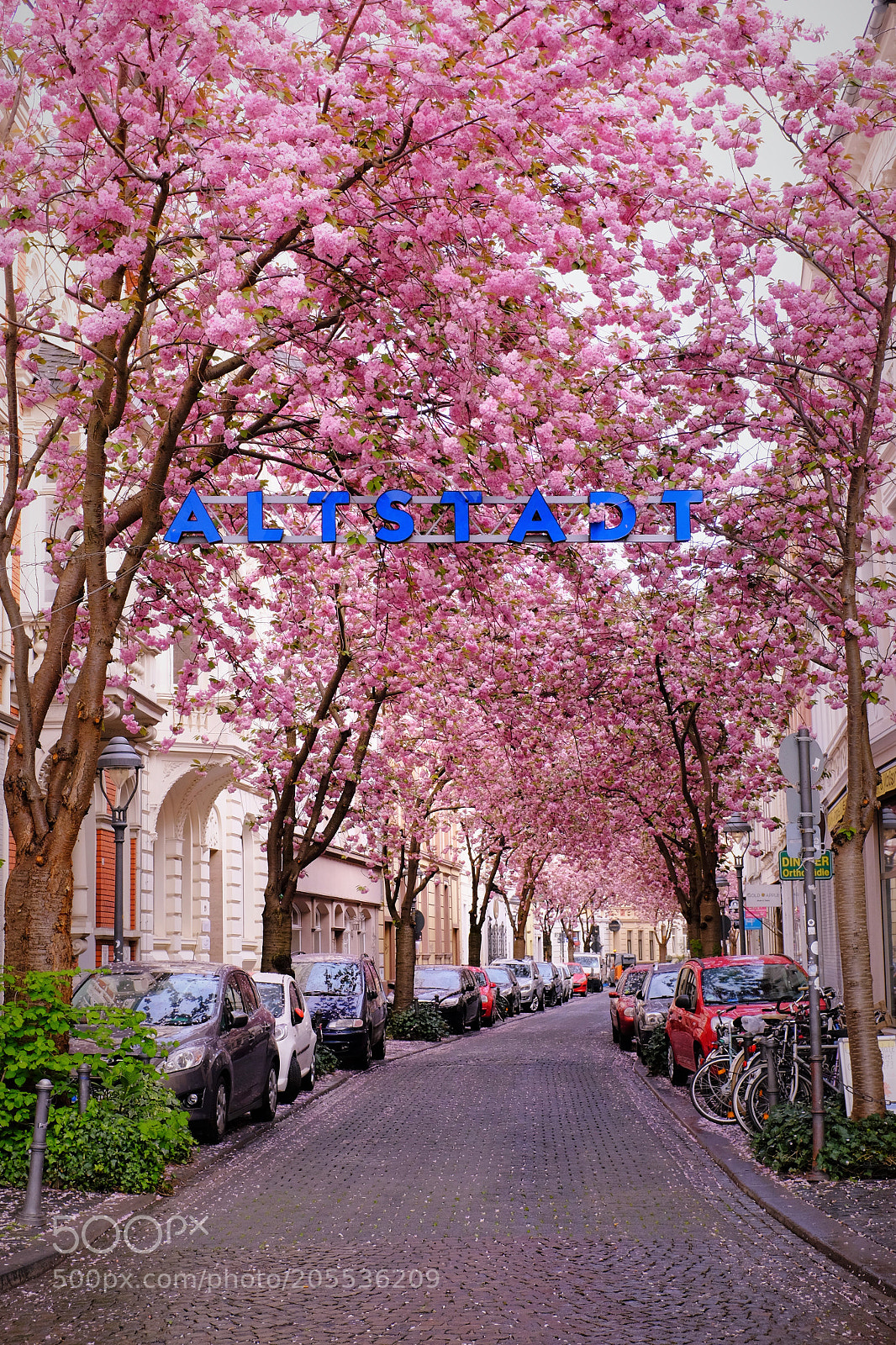 Fujifilm X100T sample photo. Cherry blossom in bonn photography