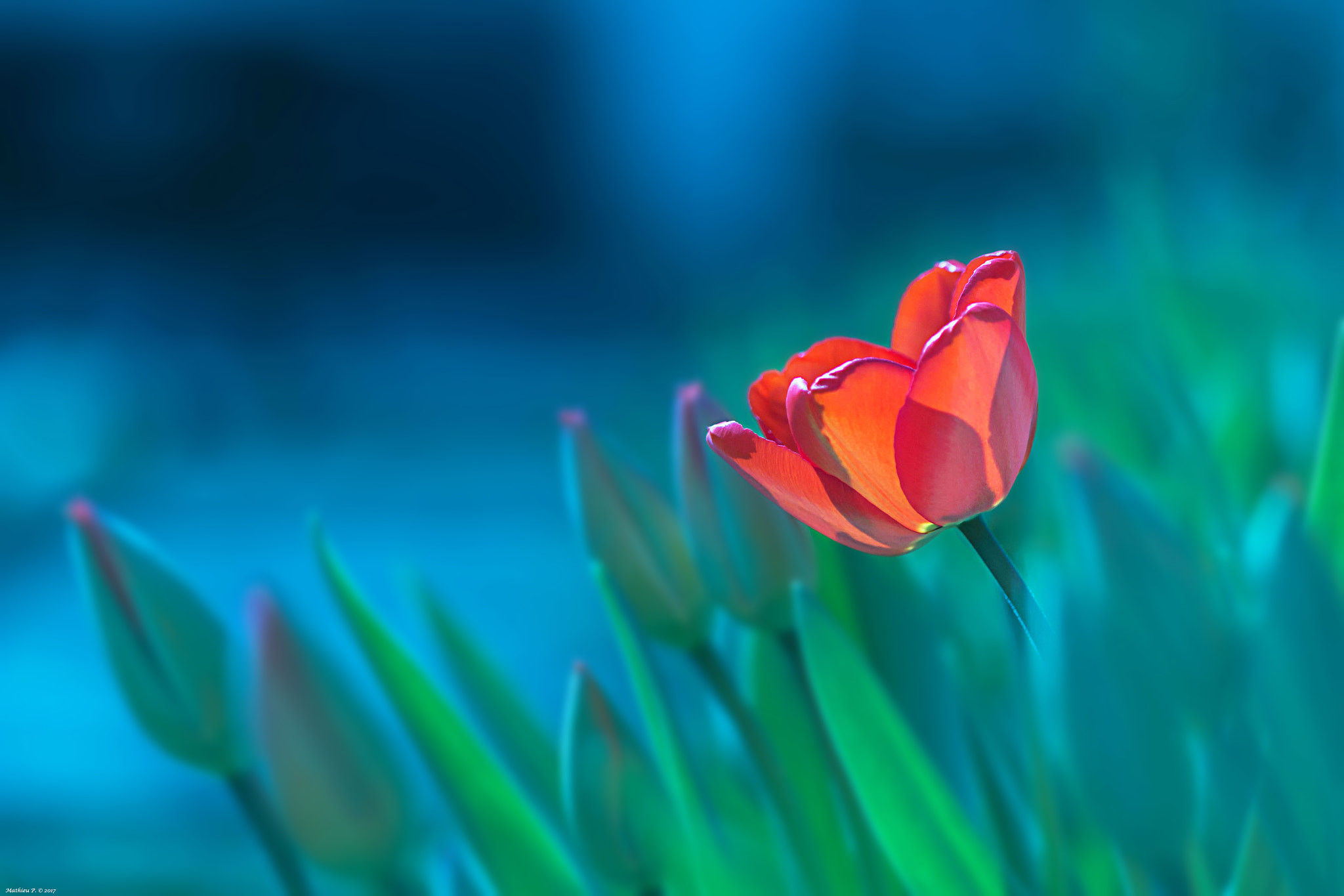 Canon EF 100mm F2.8L Macro IS USM sample photo. "belle" photography