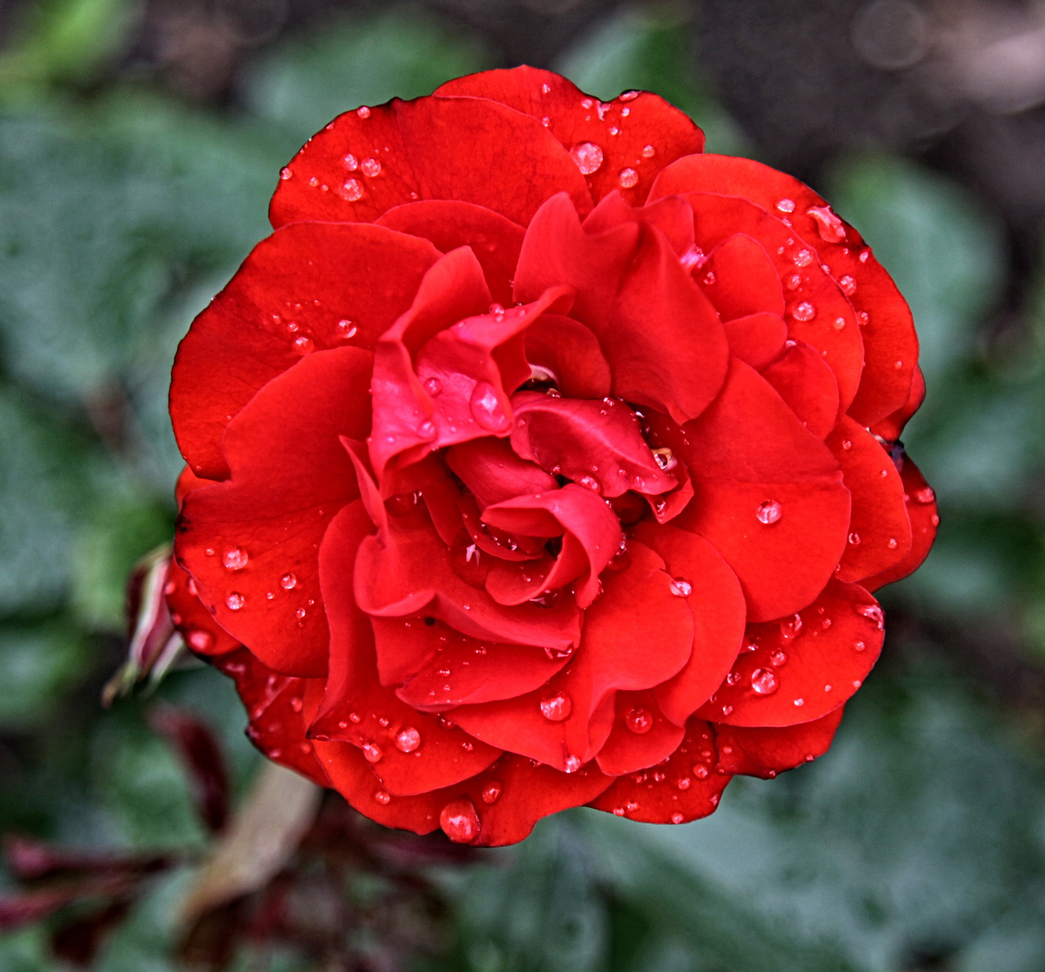Canon EOS 50D + Canon EF 24-105mm F4L IS USM sample photo. Ba rose 28 r photography