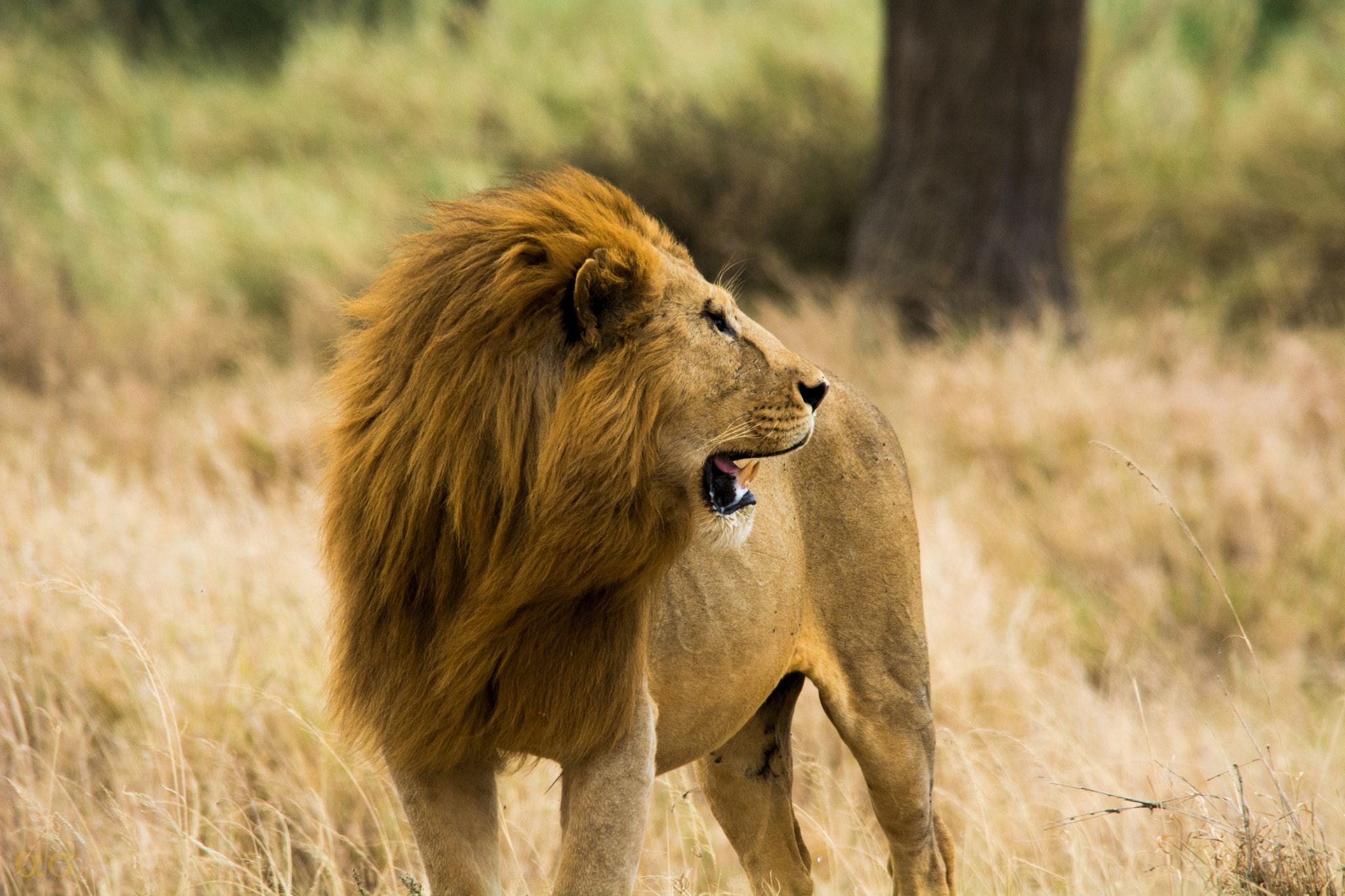 Nikon D5200 + Sigma 150-500mm F5-6.3 DG OS HSM sample photo. A lion photography