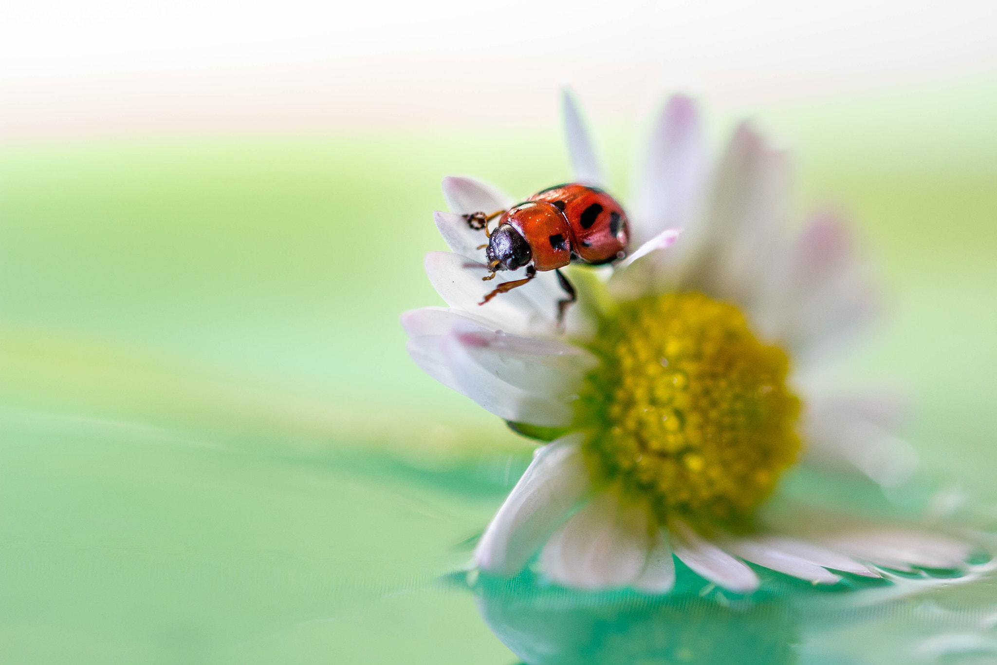Sigma 105mm F2.8 EX DG OS HSM sample photo. Ladybug photography