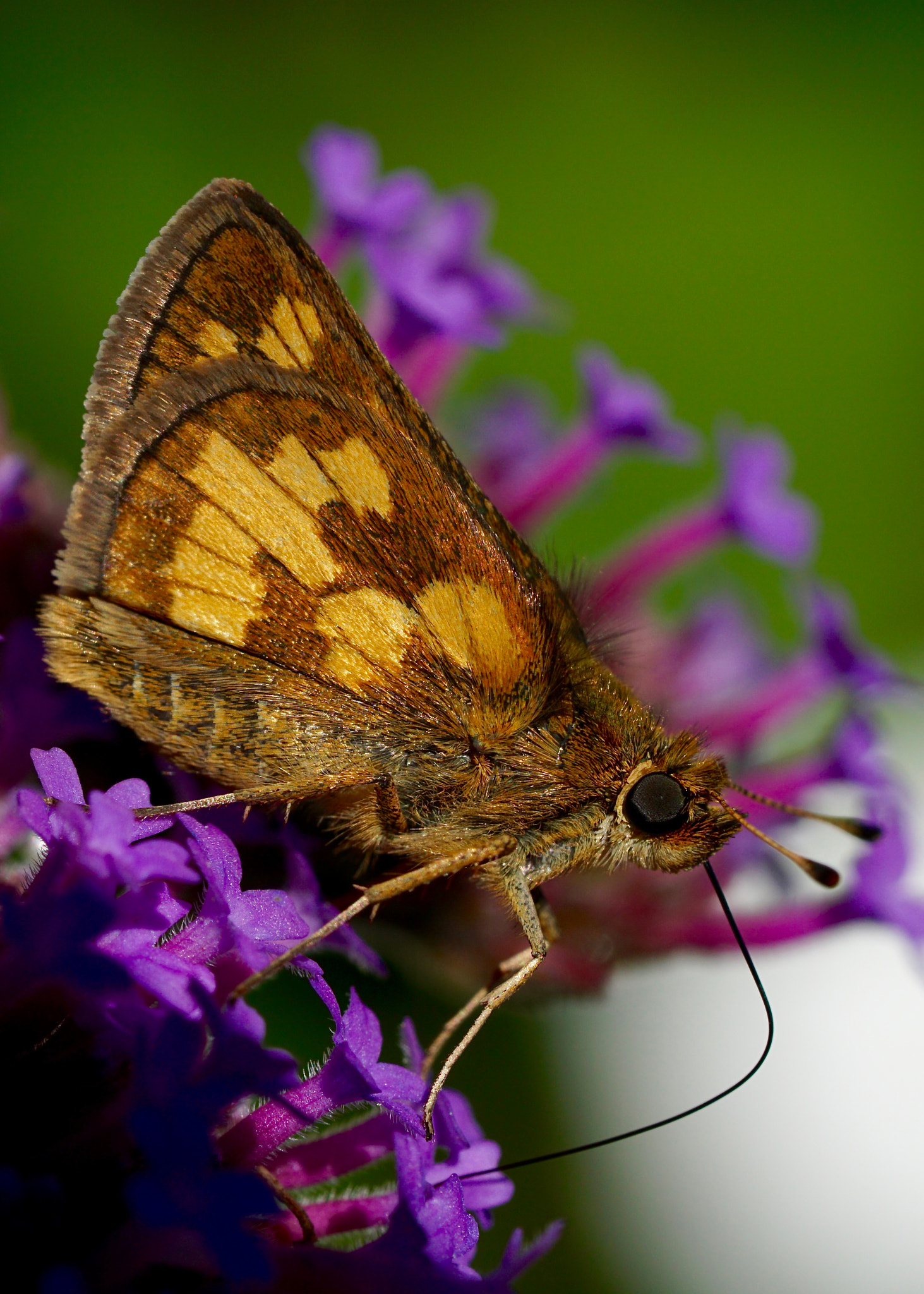 Sony a6000 + Sony FE 90mm F2.8 Macro G OSS sample photo. Peck's skipper photography