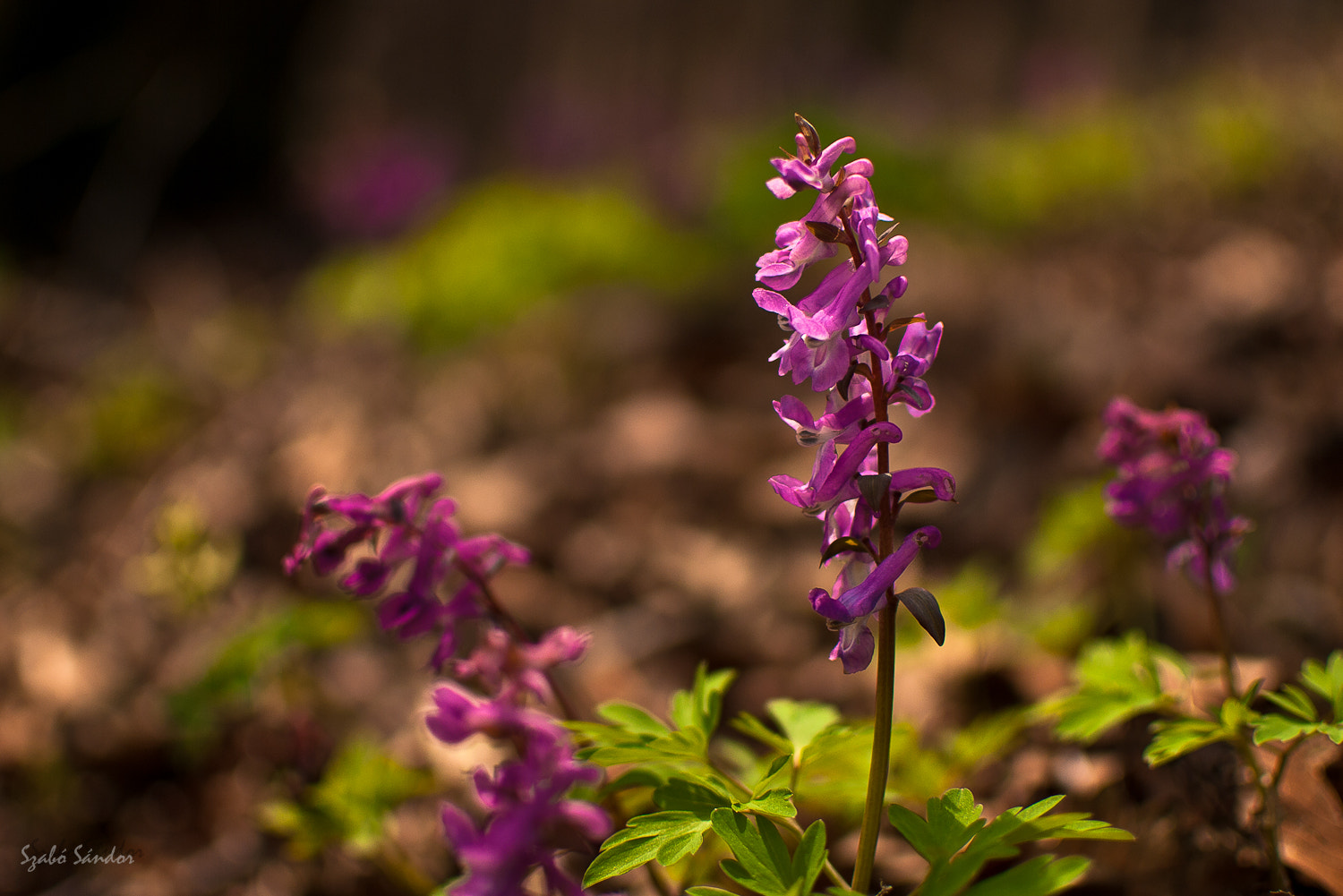 Nikon D80 sample photo. Corydalis cava photography