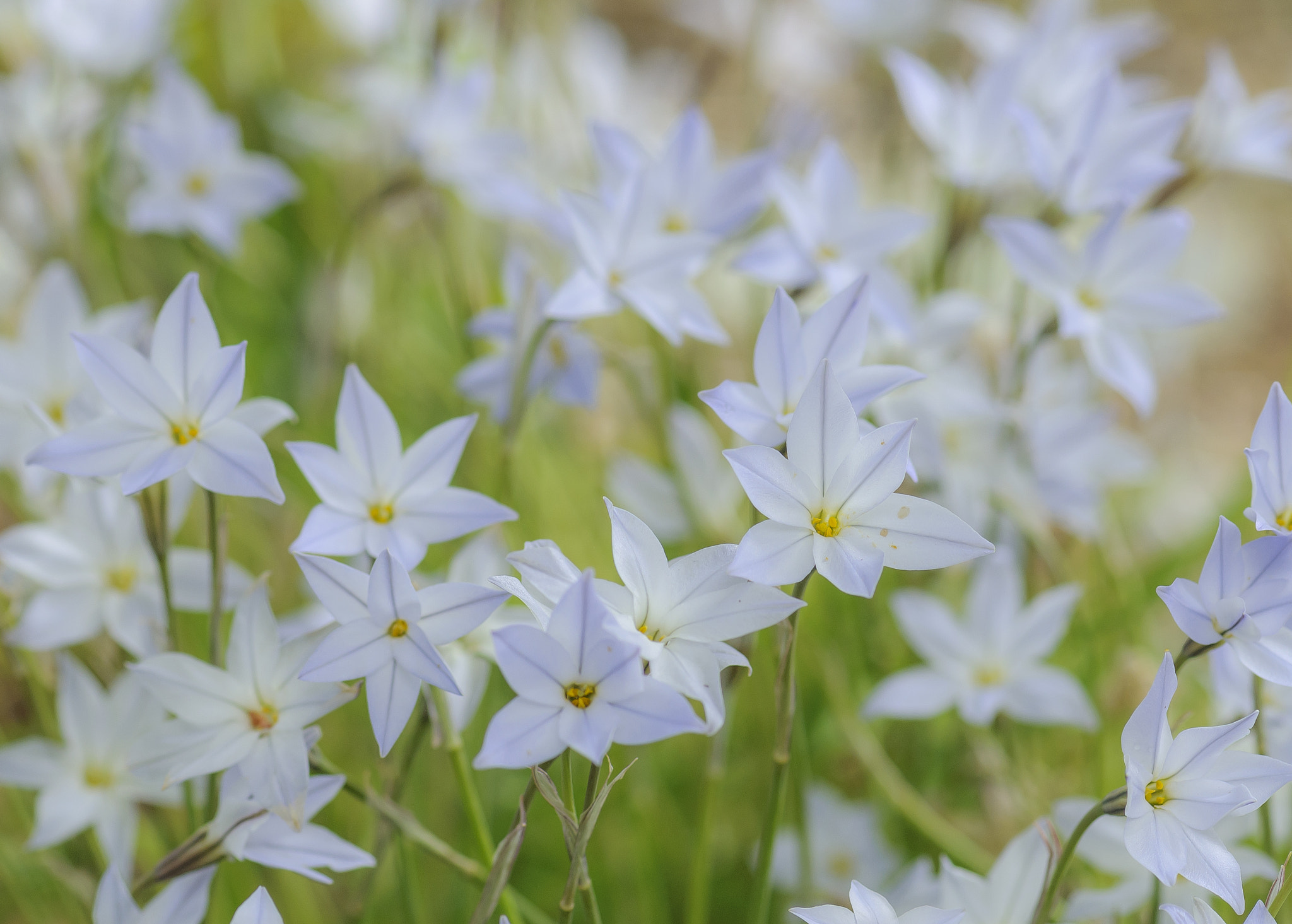 Nikon AF-S Micro-Nikkor 105mm F2.8G IF-ED VR sample photo. Springstars photography