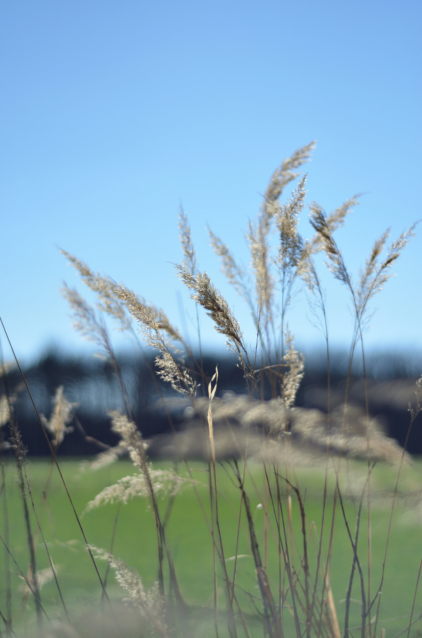 Nikon D5100 sample photo. Springtime photography