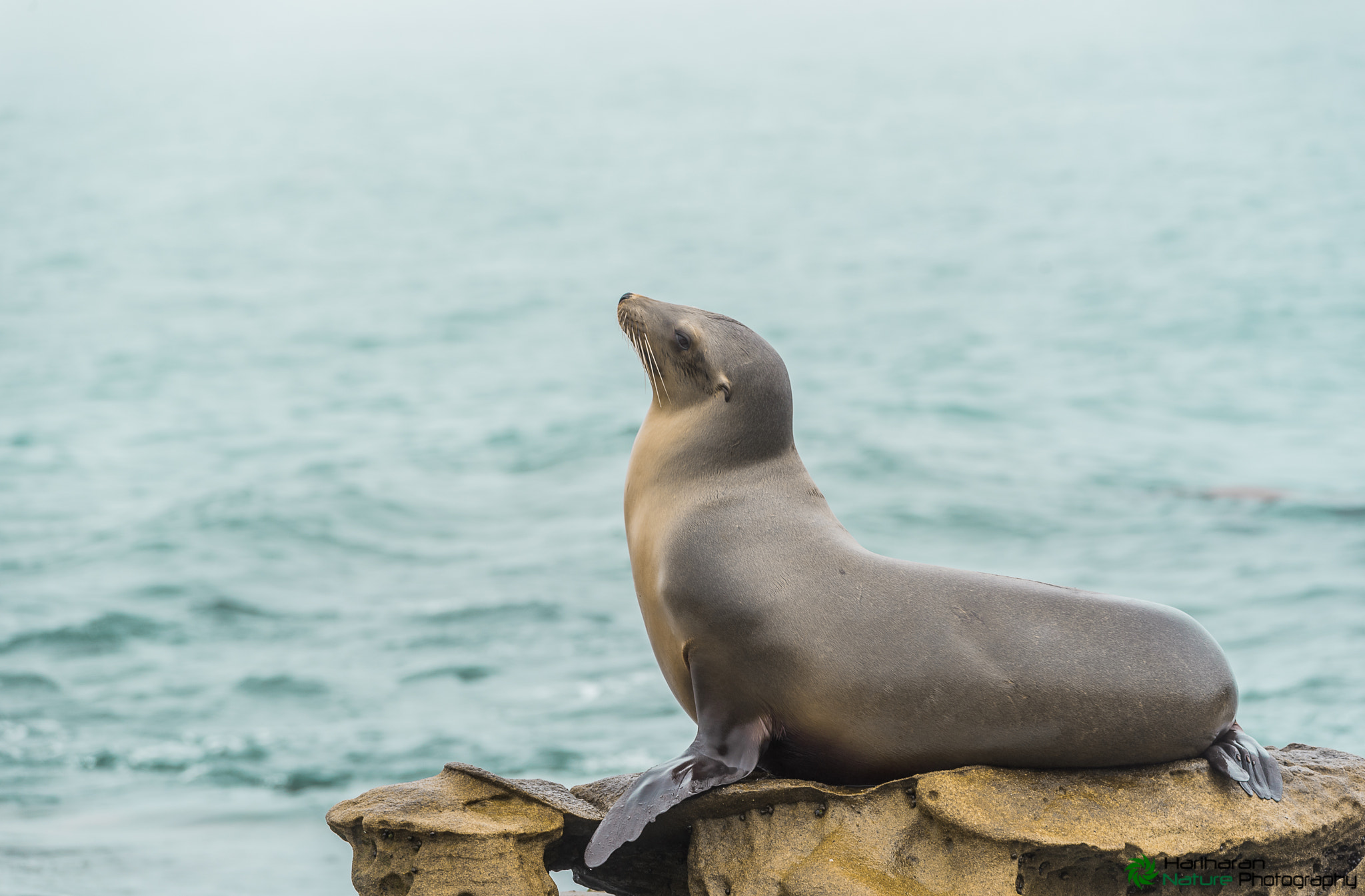 Sigma 150-500mm F5-6.3 DG OS HSM sample photo. Wild sea lion show at la jolla photography