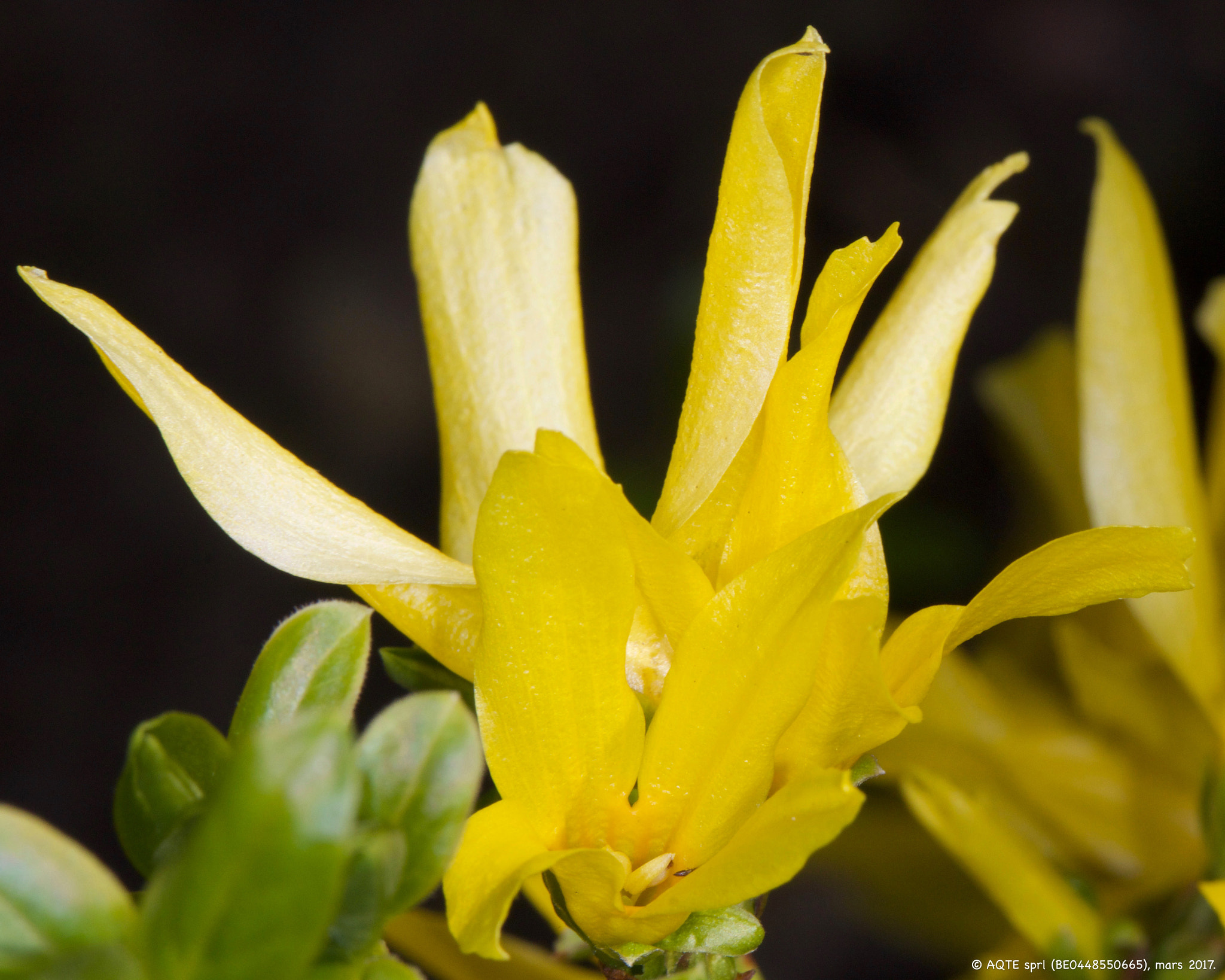 Canon EF 100mm F2.8L Macro IS USM sample photo. Forsythia photography