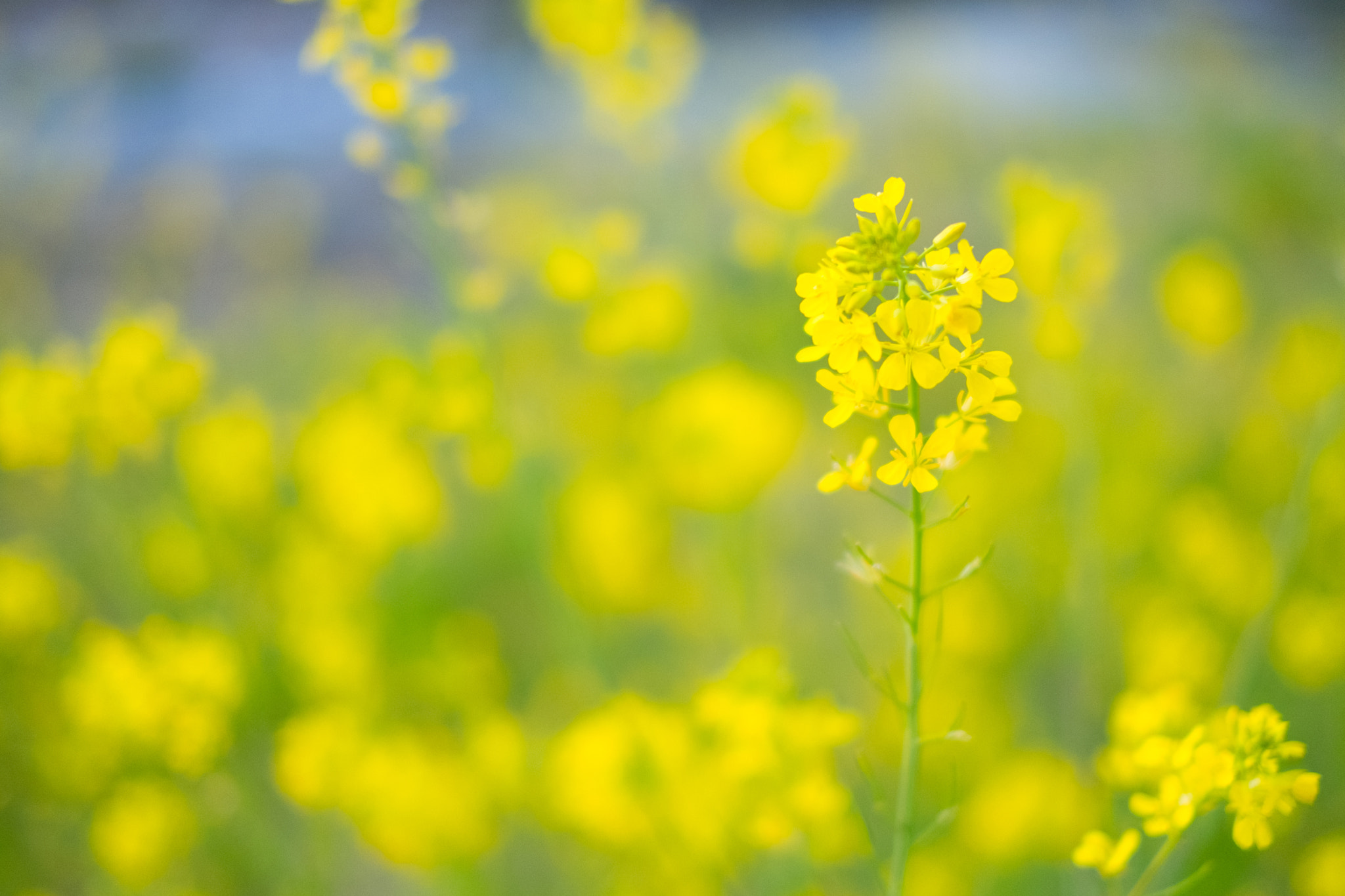 Fujifilm X-M1 + Fujifilm XF 35mm F1.4 R sample photo. Rape blossoms photography