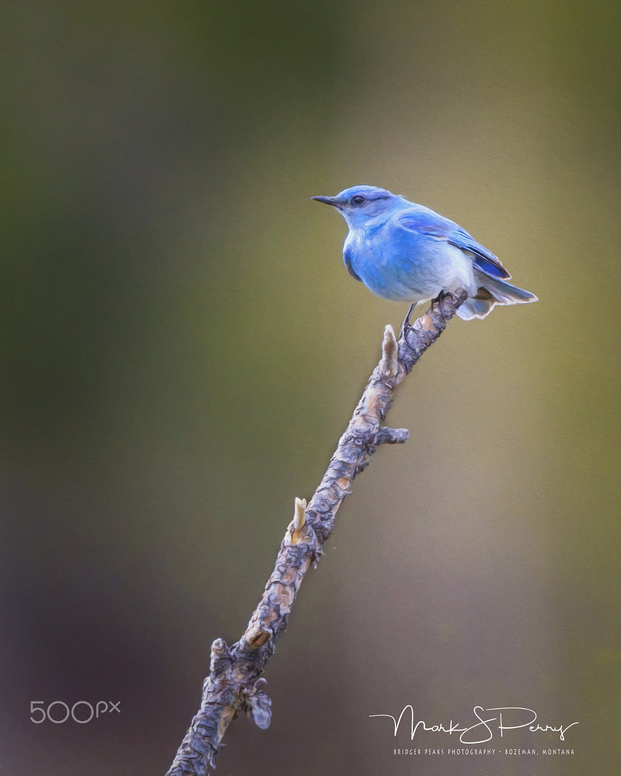 Canon EOS 7D + Canon EF 500mm F4L IS USM sample photo. Mountain bluebird of montana photography