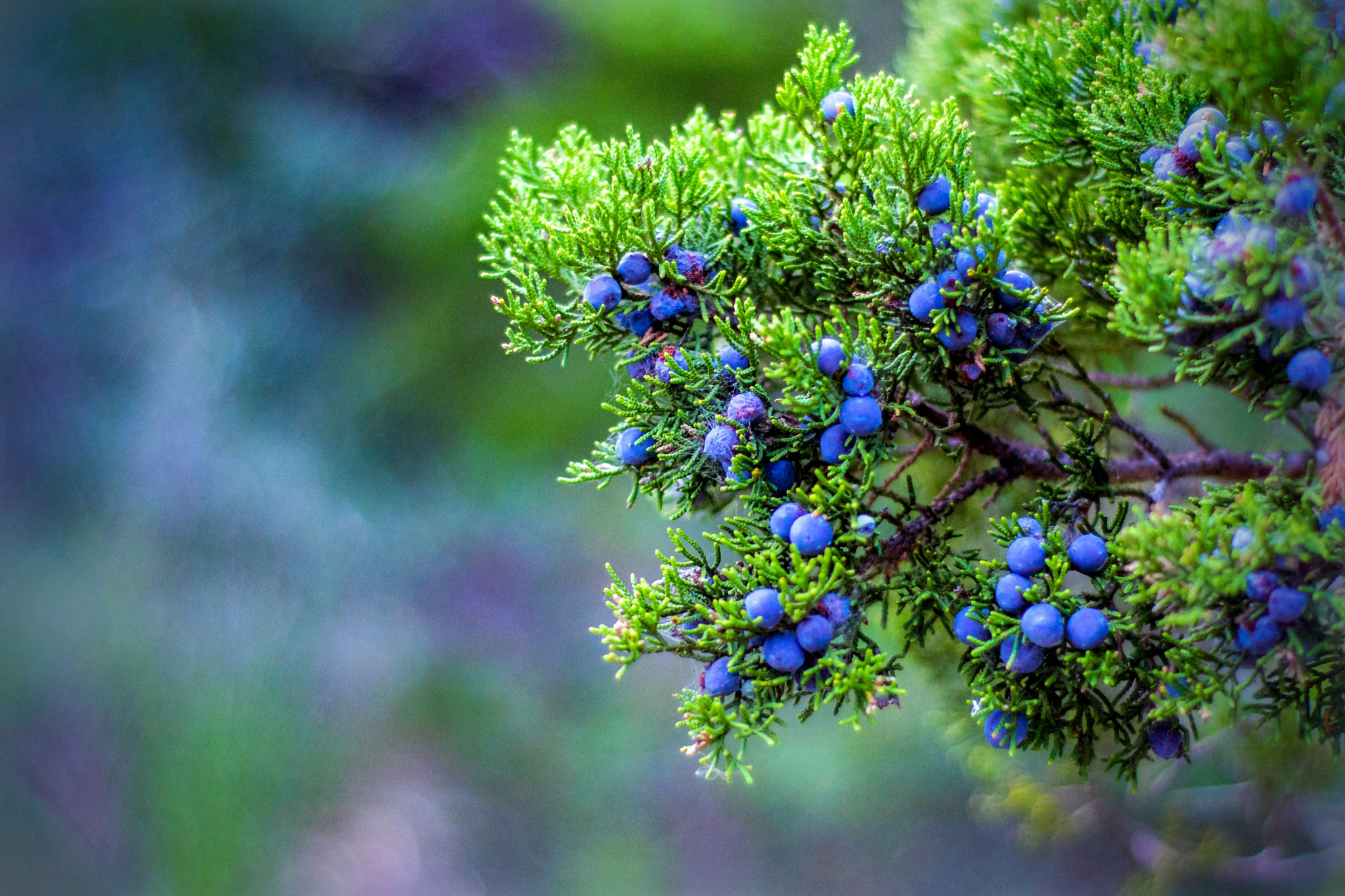 Nikon AF Nikkor 50mm F1.8D sample photo. Berries on a tree photography