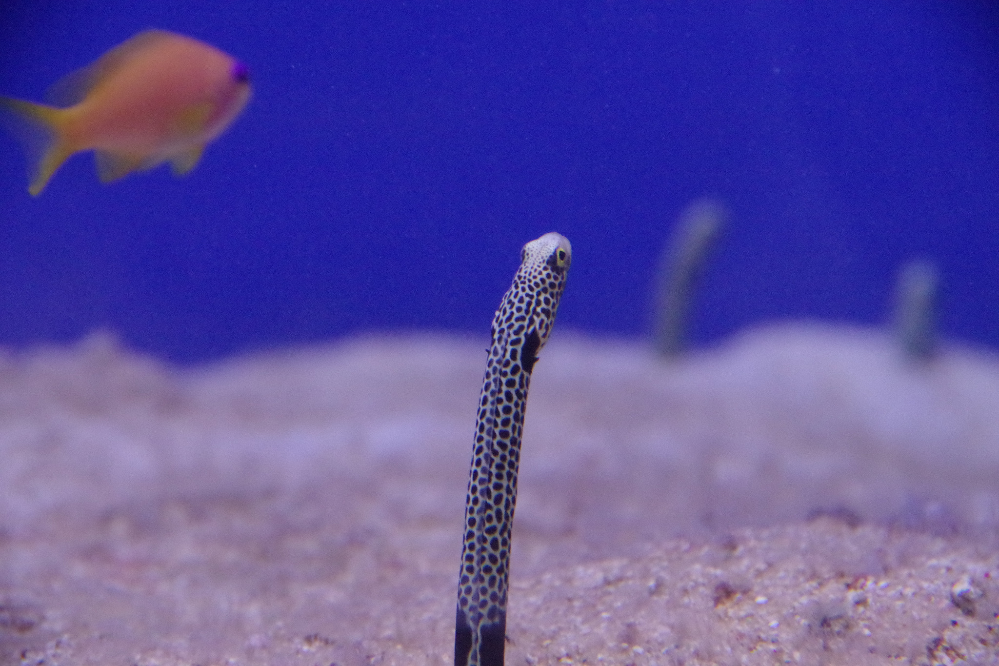 Pentax K-S2 + Pentax smc DA 18-135mm F3.5-5.6ED AL [IF] DC WR sample photo. Spotted garden eel photography