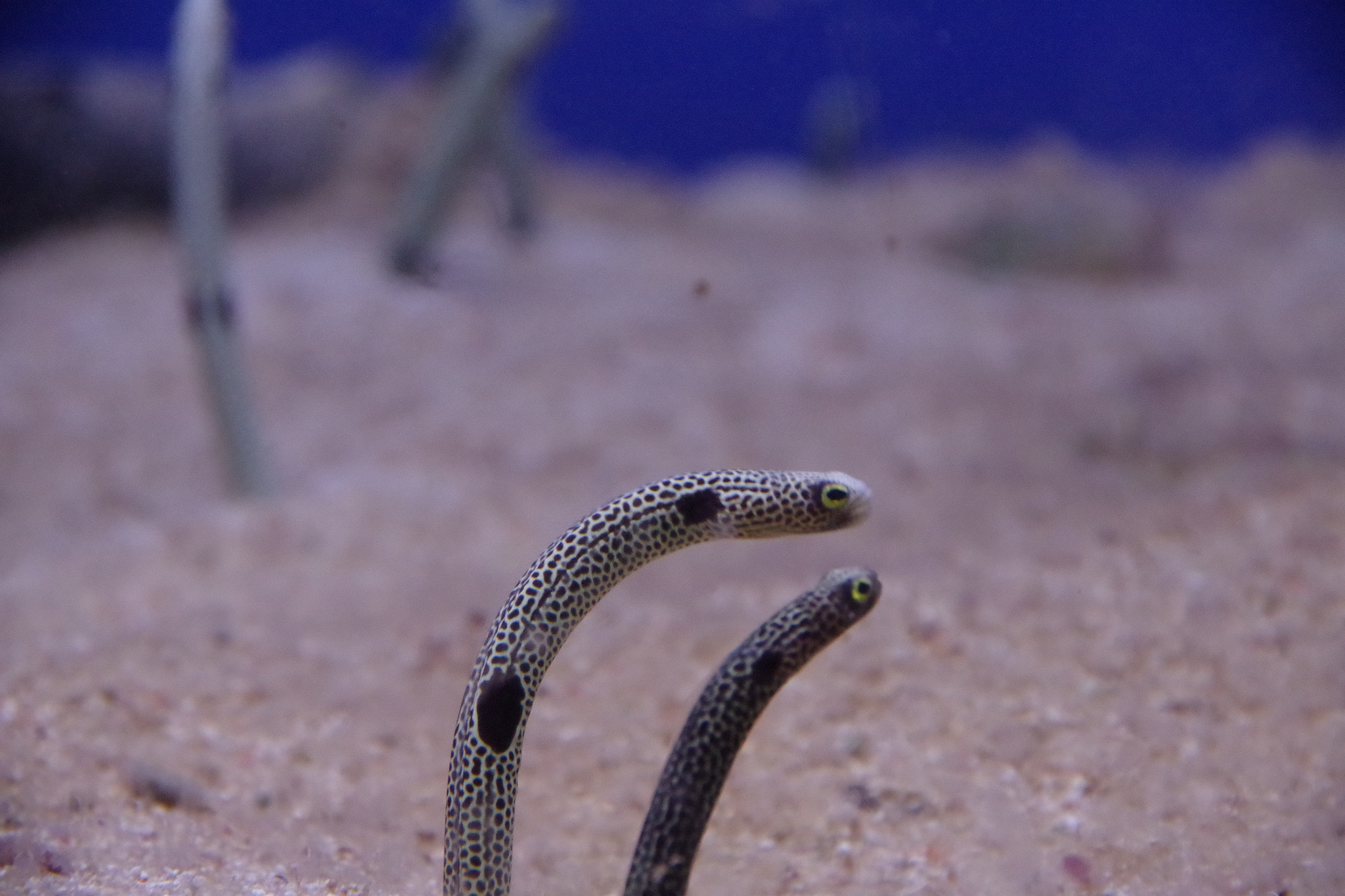 Pentax K-S2 sample photo. Spotted garden eel photography