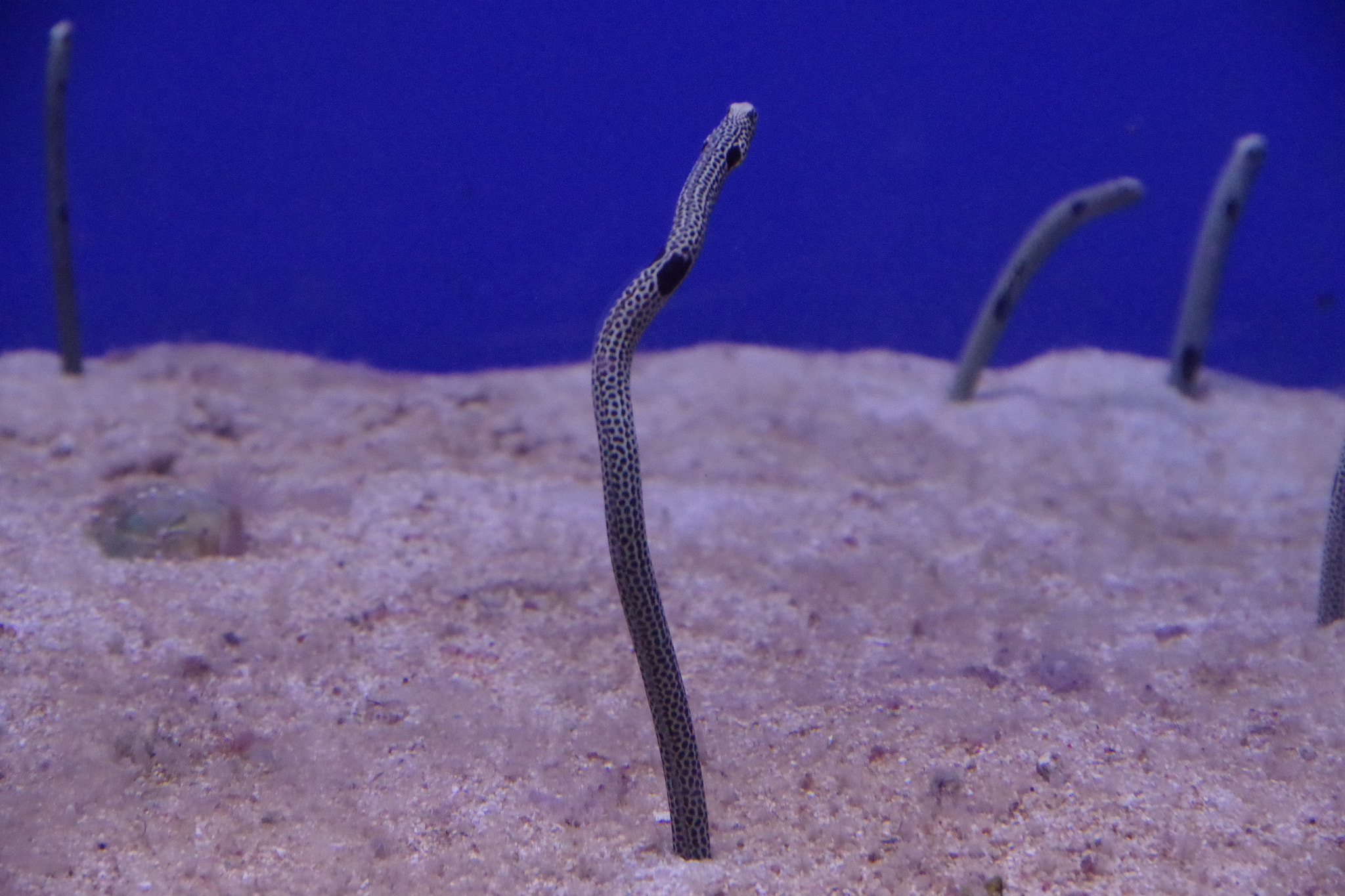 Pentax K-S2 sample photo. Spotted garden eel photography