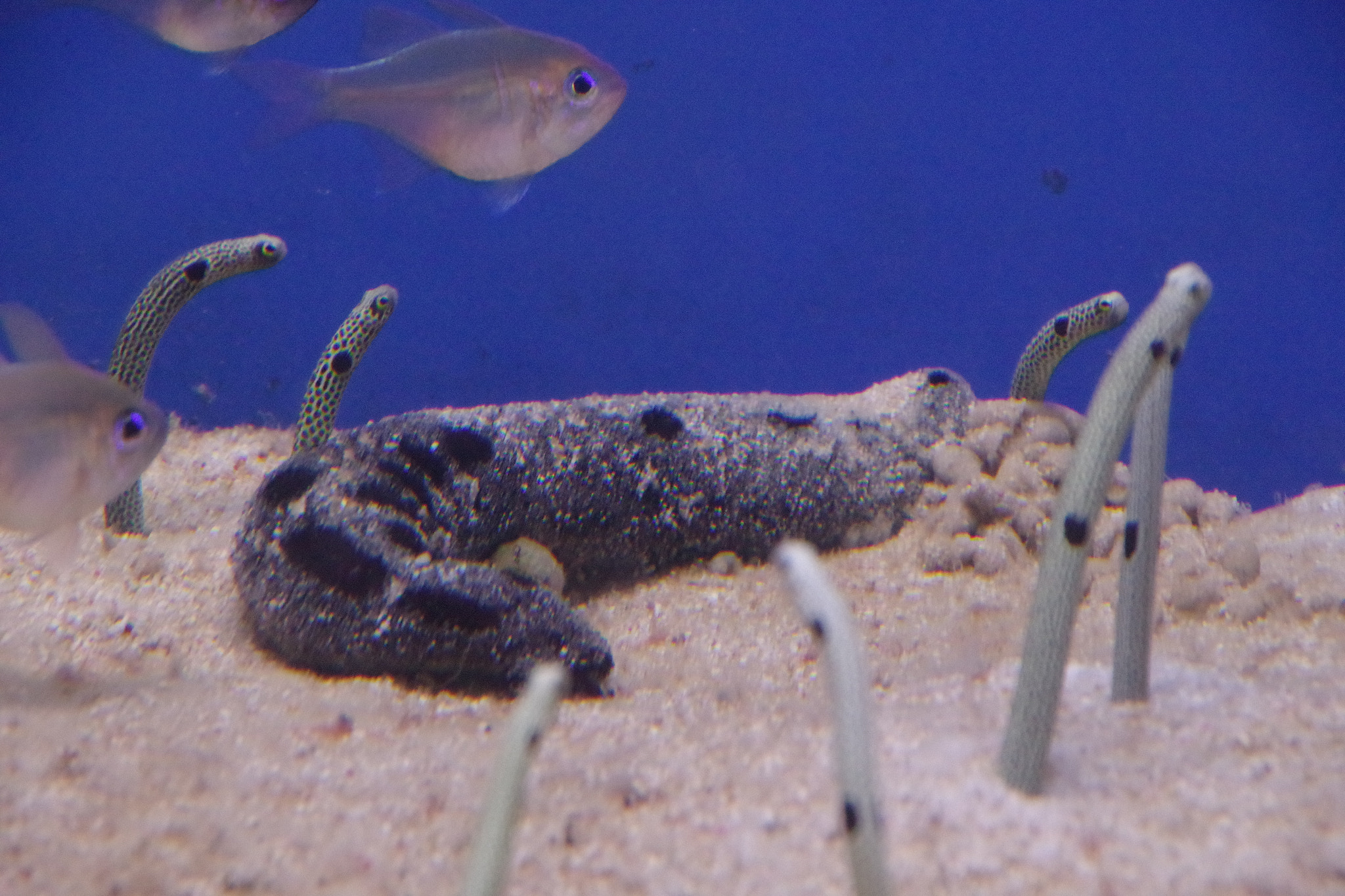 Pentax K-S2 + Pentax smc DA 18-135mm F3.5-5.6ED AL [IF] DC WR sample photo. Spotted garden eel photography