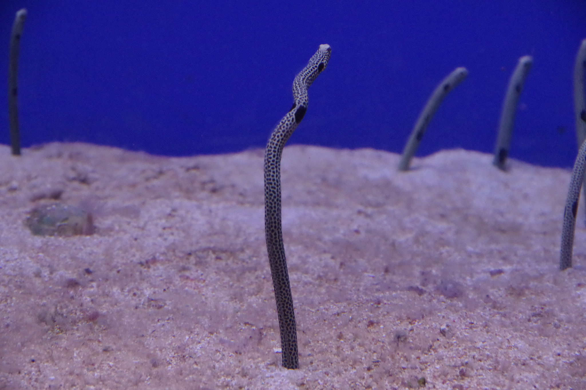 Pentax K-S2 sample photo. Spotted garden eel photography