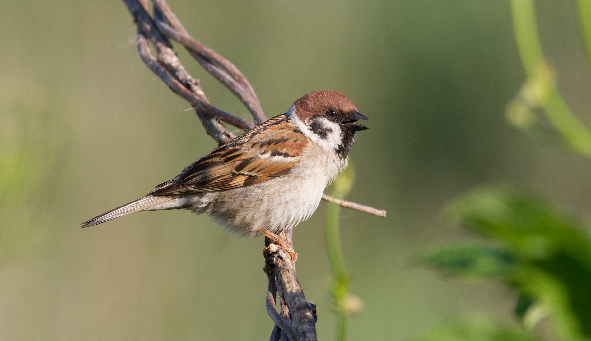 Canon EF 100-400mm F4.5-5.6L IS USM sample photo. Sparrow photography