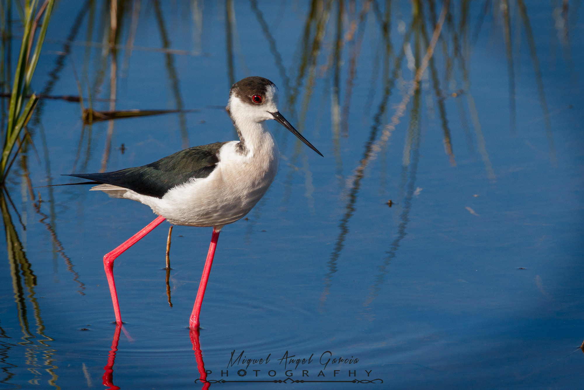 Tamron SP 150-600mm F5-6.3 Di VC USD sample photo. Cigueñela comun photography