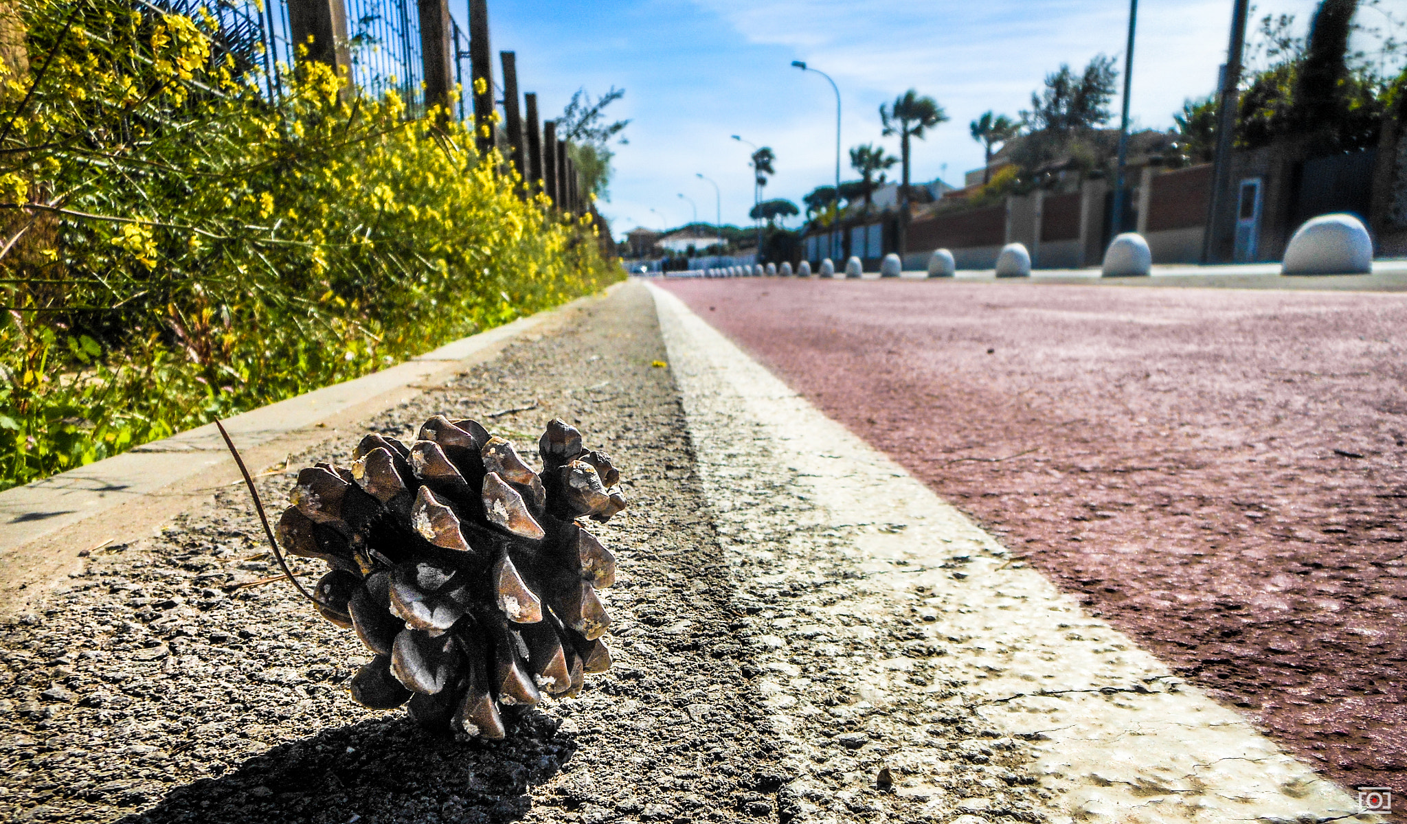Nikon Coolpix S6200 sample photo. Pinecone photography