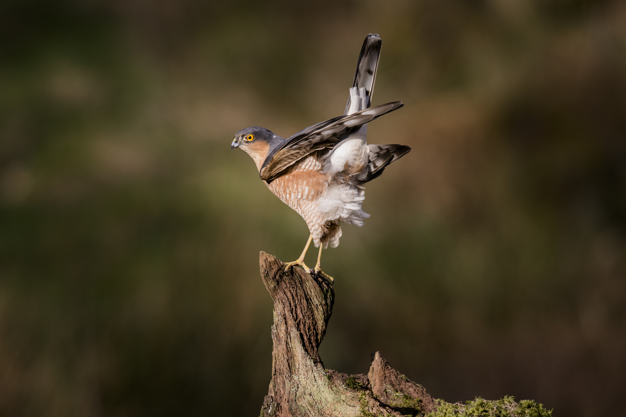 Nikon D810 sample photo. Bottoms up! photography