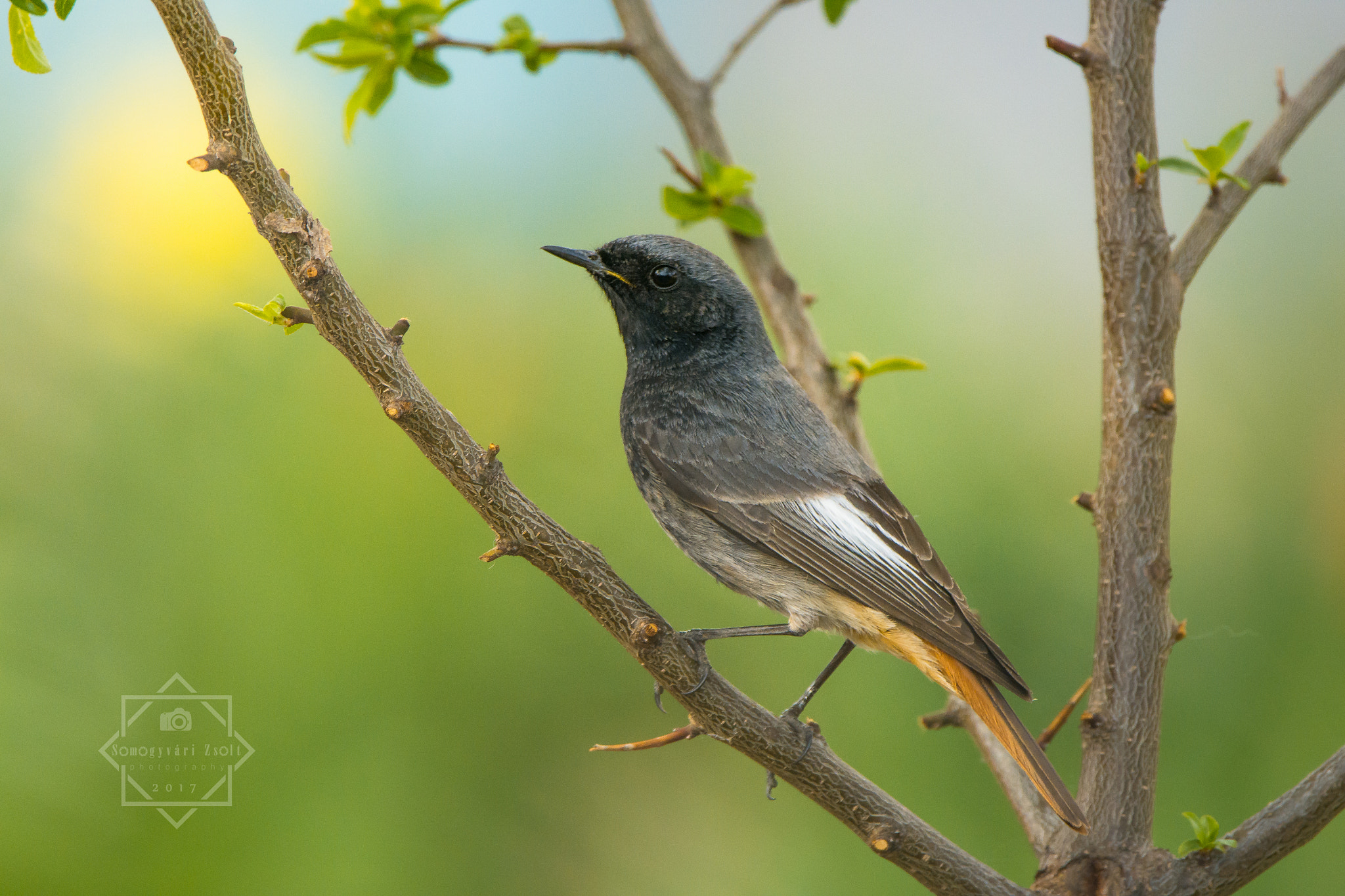 Sigma 150-600mm F5-6.3 DG OS HSM | C sample photo. Black redstart. photography