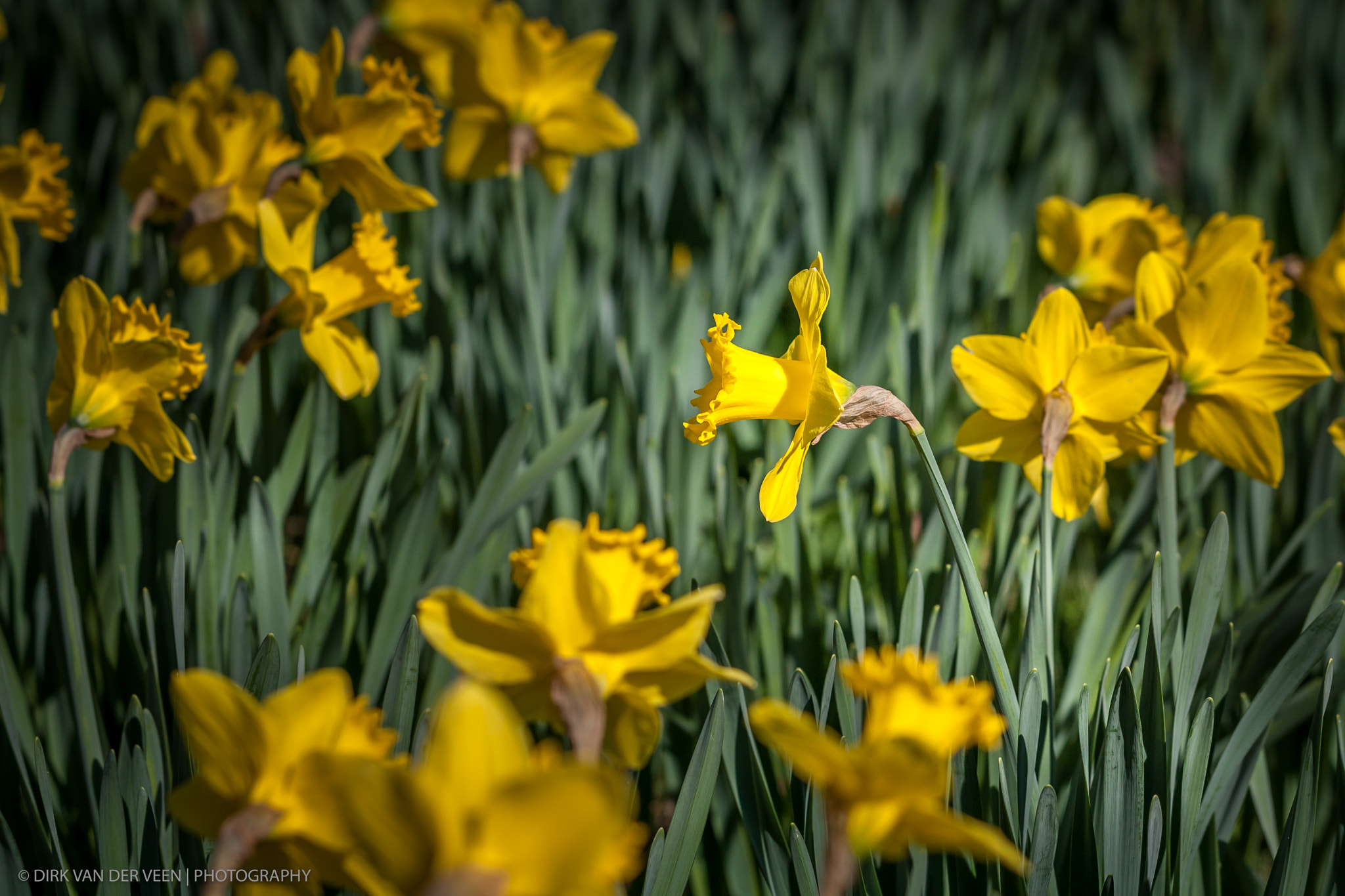 Canon EF 100mm F2.8L Macro IS USM sample photo. "spring is coming..." photography