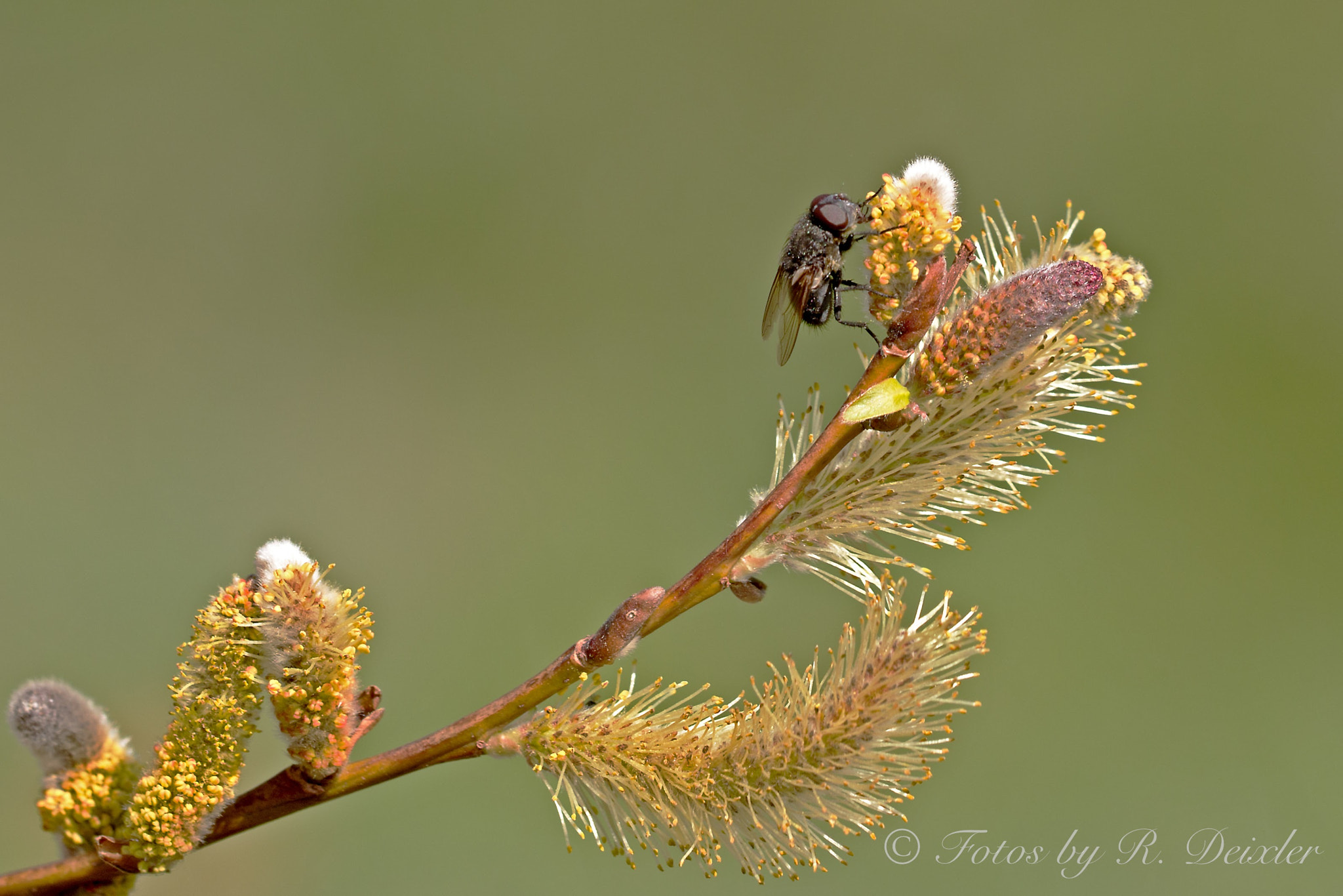 Sigma 150mm f/2.8 EX DG OS HSM APO Macro sample photo. Fleischfliege 4 photography