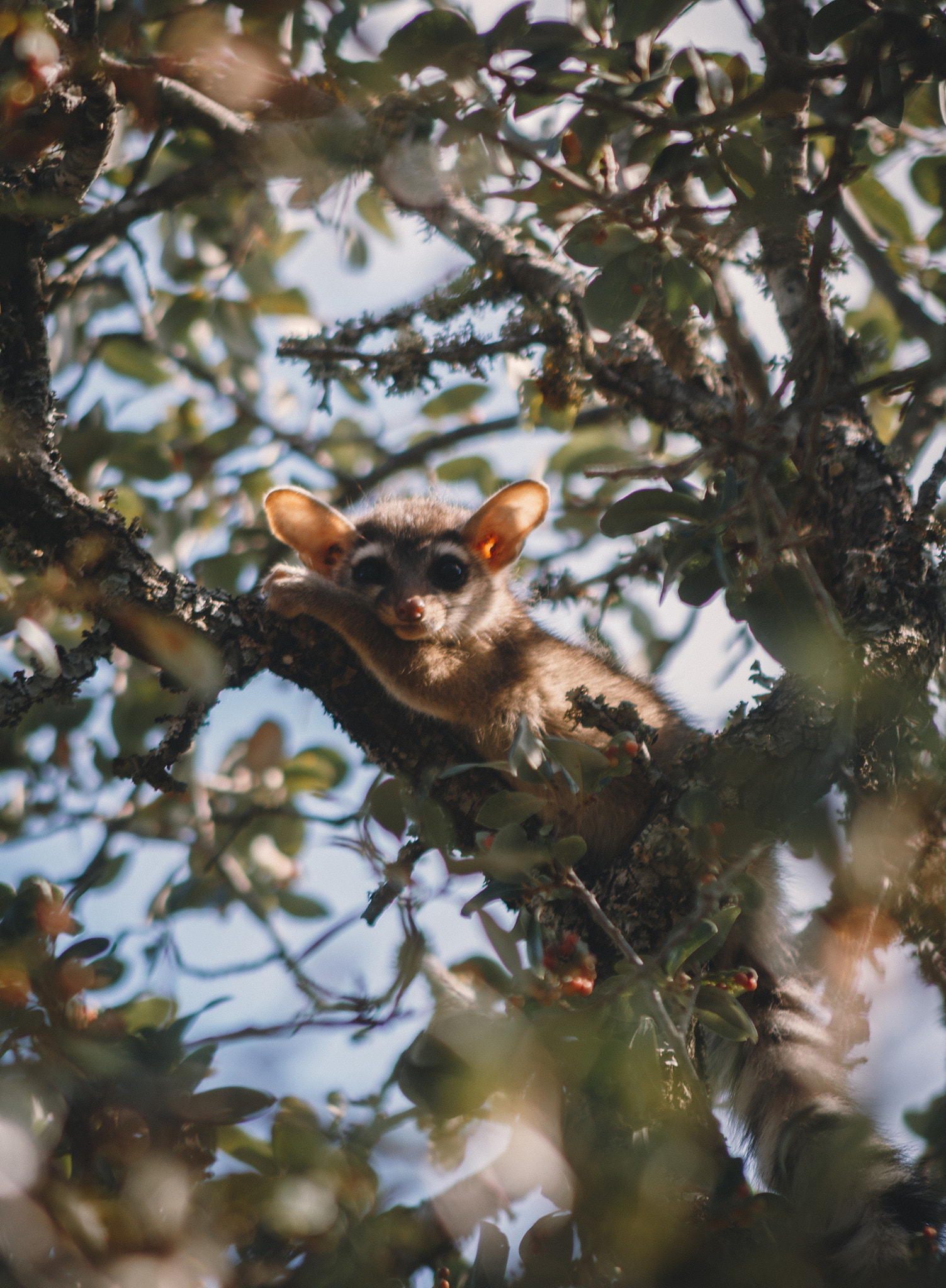 Canon EF 75-300mm F4.0-5.6 IS USM sample photo. Ring-tailed cat photography