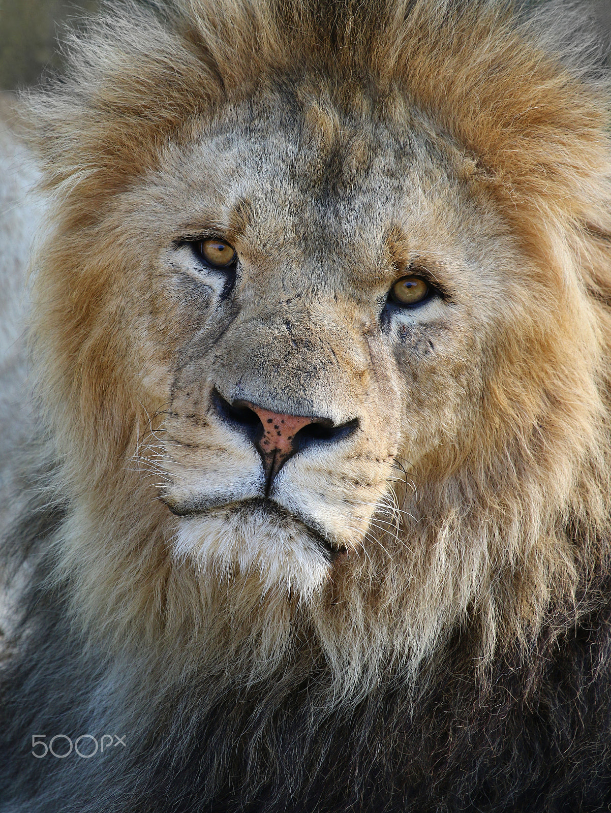 Canon EF 100-400mm F4.5-5.6L IS USM sample photo. At the top of the food chain photography