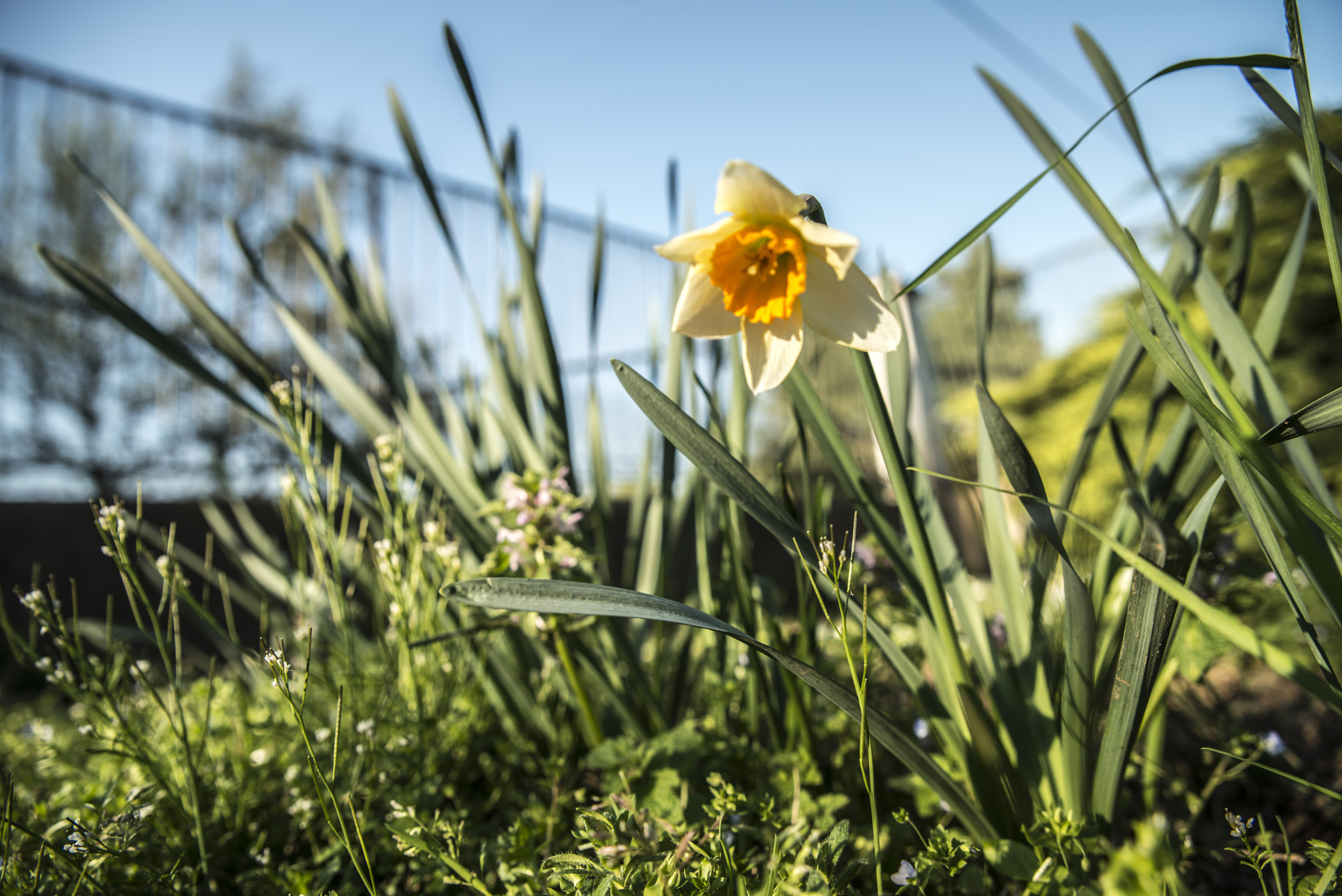 Nikon D800 + Tamron SP 24-70mm F2.8 Di VC USD sample photo. Narciso - narcissus photography