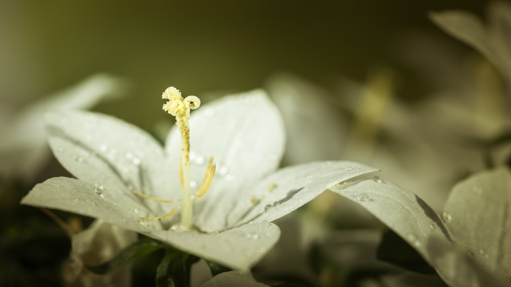 Sony FE 90mm F2.8 Macro G OSS sample photo. J's flower. photography