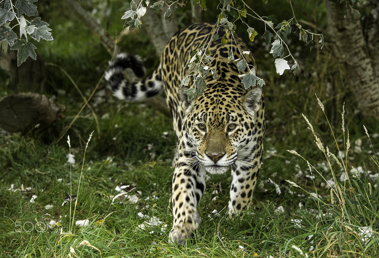 Nikon D5 + Nikon AF-S Nikkor 70-200mm F2.8G ED VR II sample photo. Jaguar photography