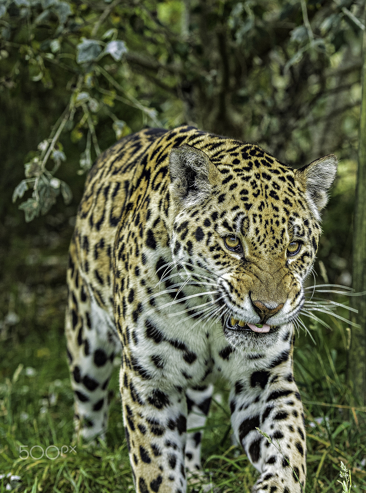 Nikon D5 + Nikon AF-S Nikkor 70-200mm F2.8G ED VR II sample photo. Jaguar photography